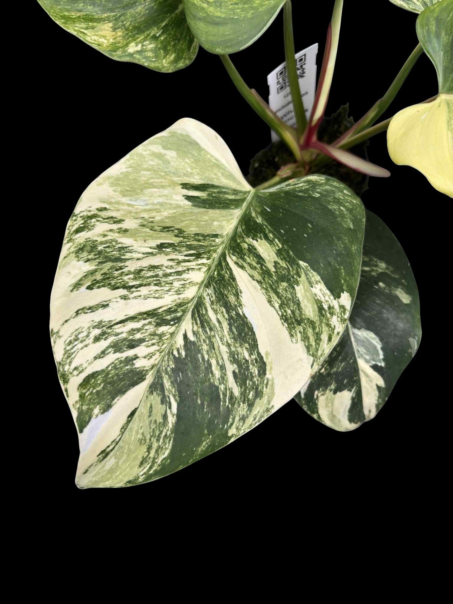 rare philodendron tricolor princess Philodendron White Princess Tricolor – Amazon Garden Thailand