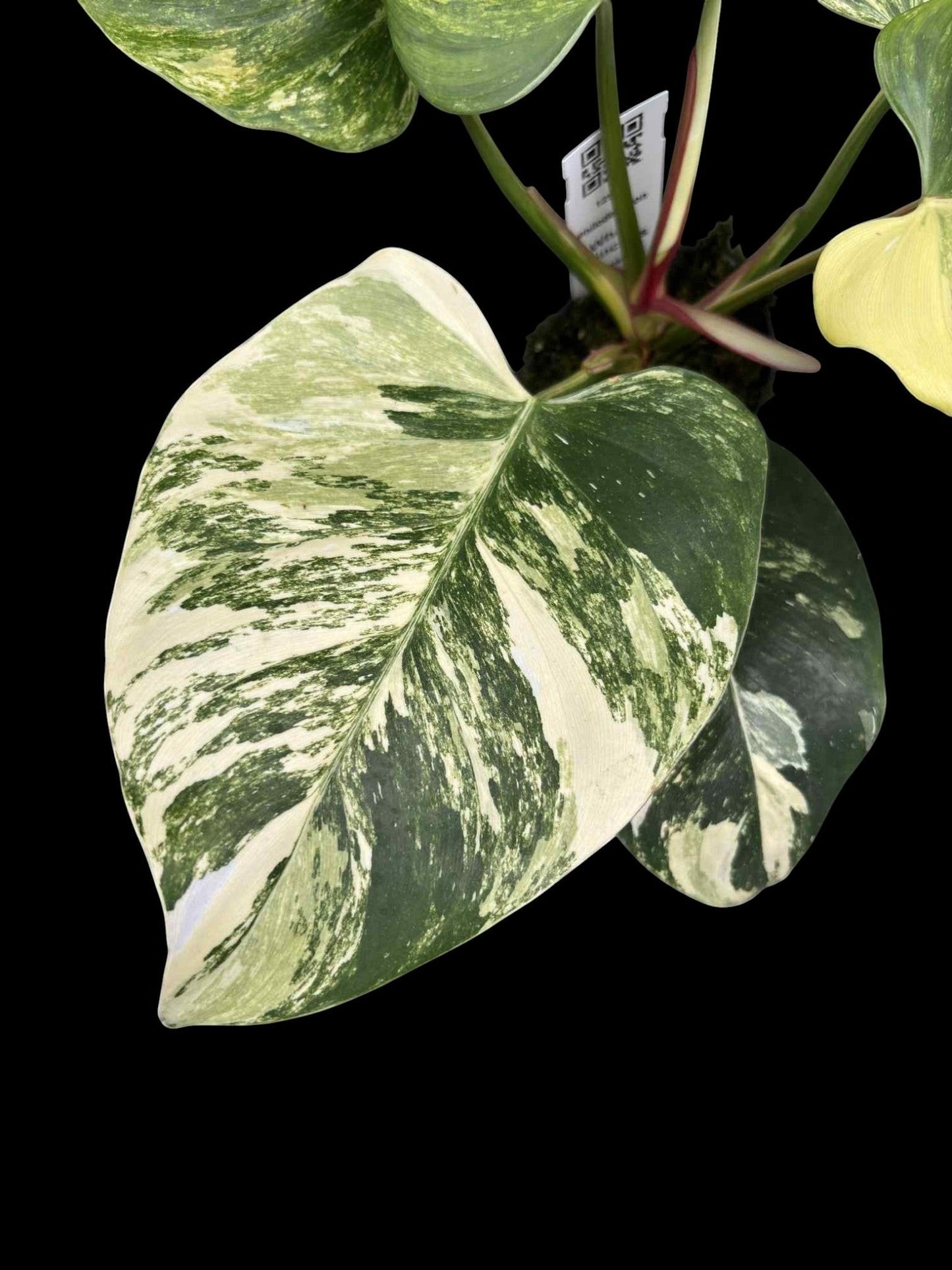 Philodendron White Princess Tricolor – Amazon Garden Thailand