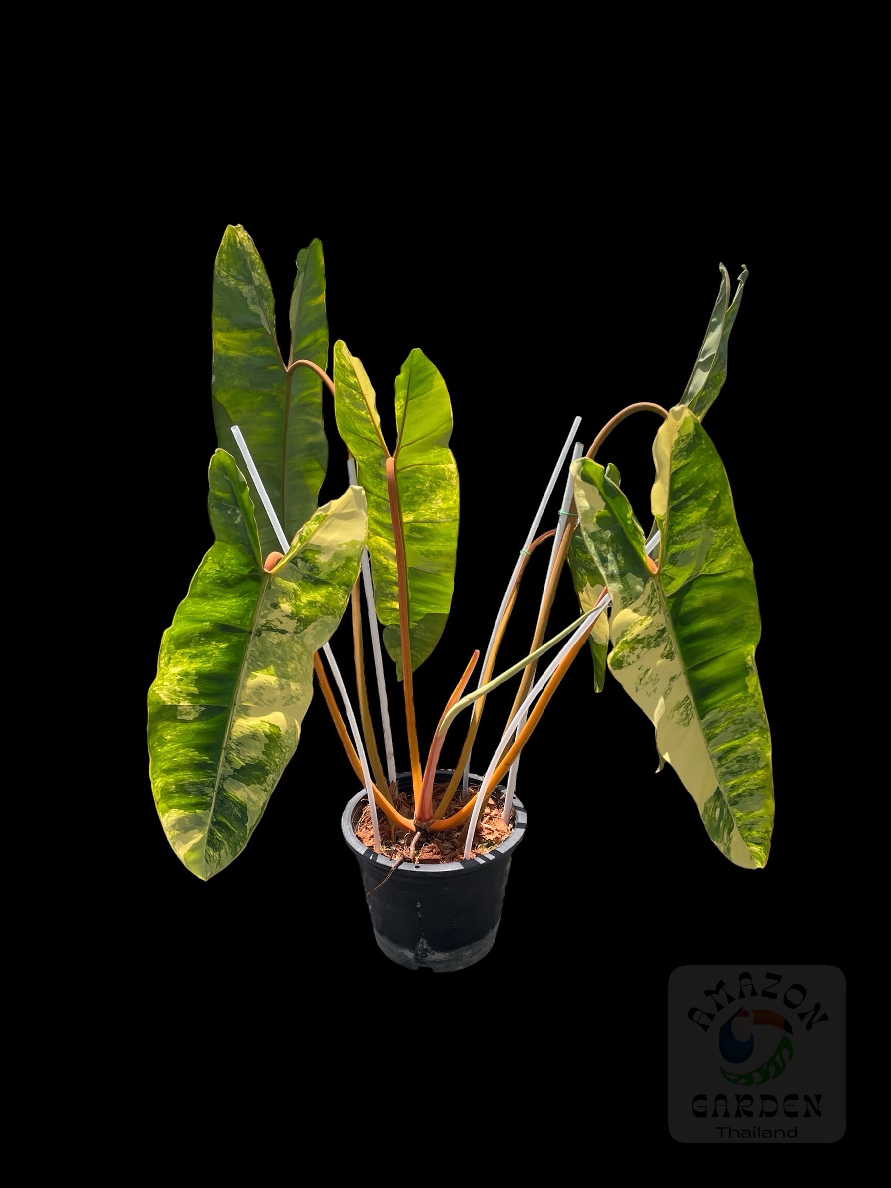 Philodendron billietiae Variegated – Amazon Garden Thailand