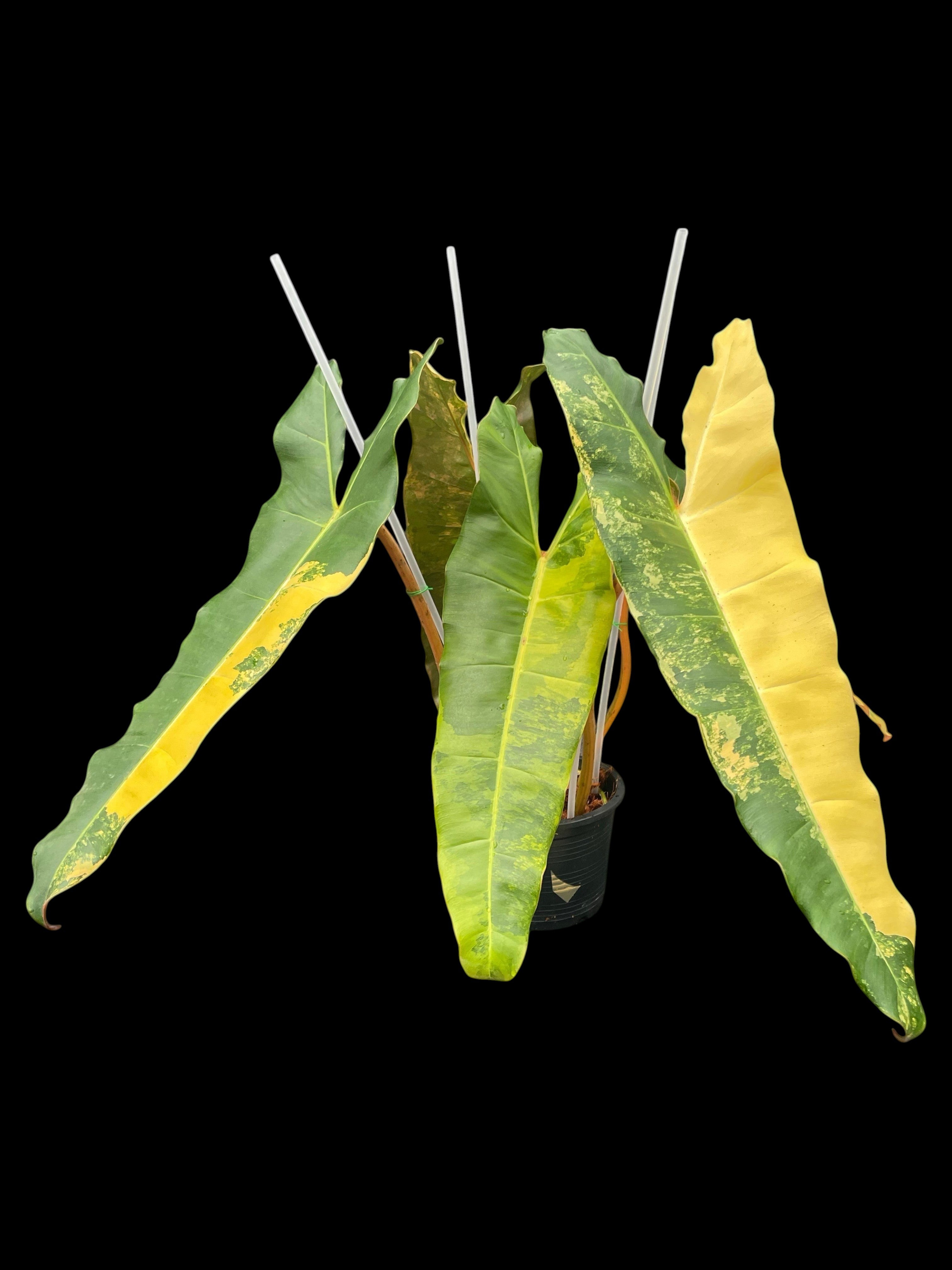 Philodendron Billietiae x Pitbull Red – Amazon Garden Thailand