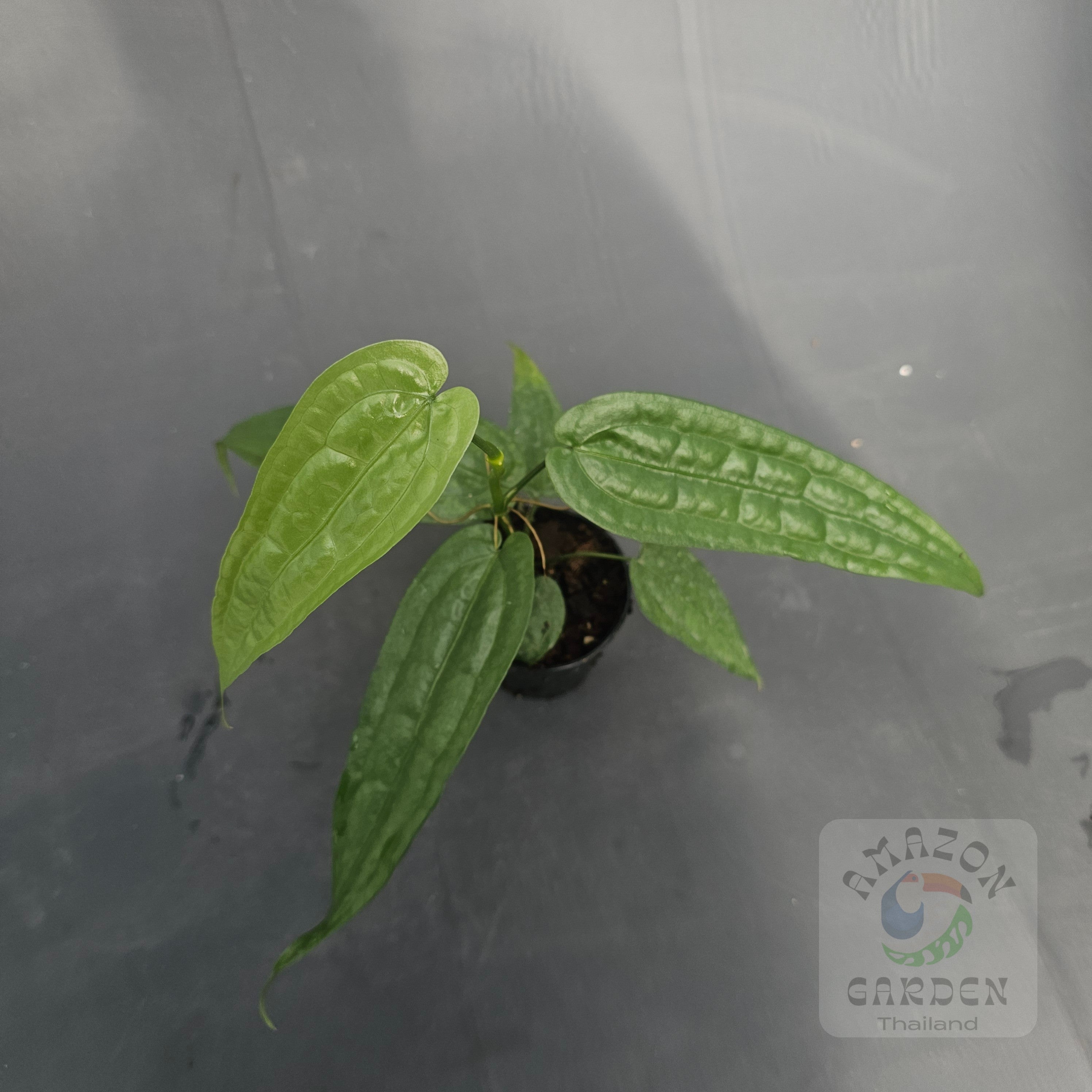 Anthurium – Amazon Garden Thailand