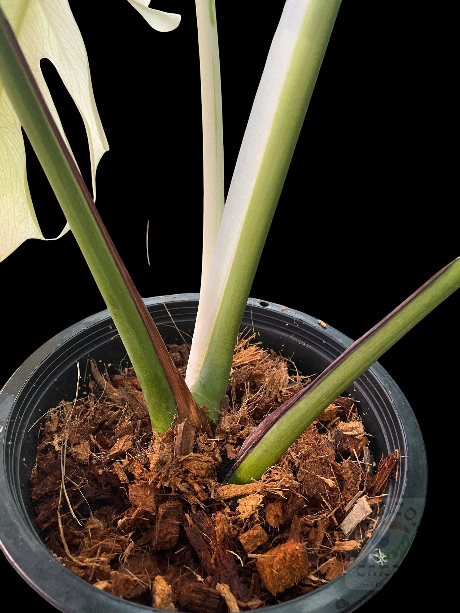 monstera plant amazon Monstera deliciosa White Lava (L)