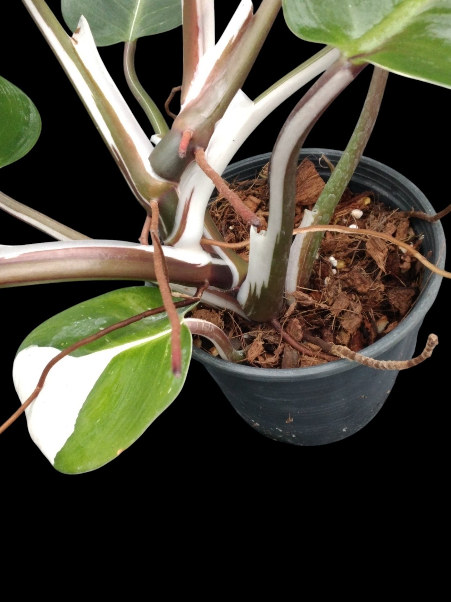 Philodendron White Knight Mutation  Amazon Garden Thailand