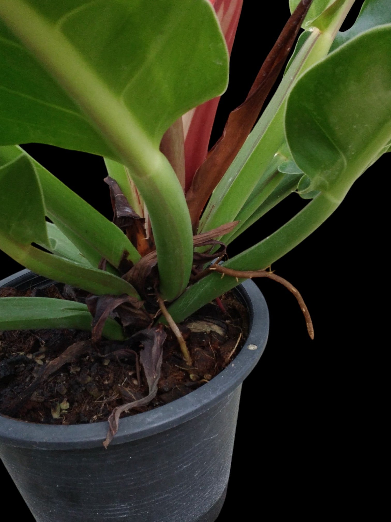 Philodendron Red Moon