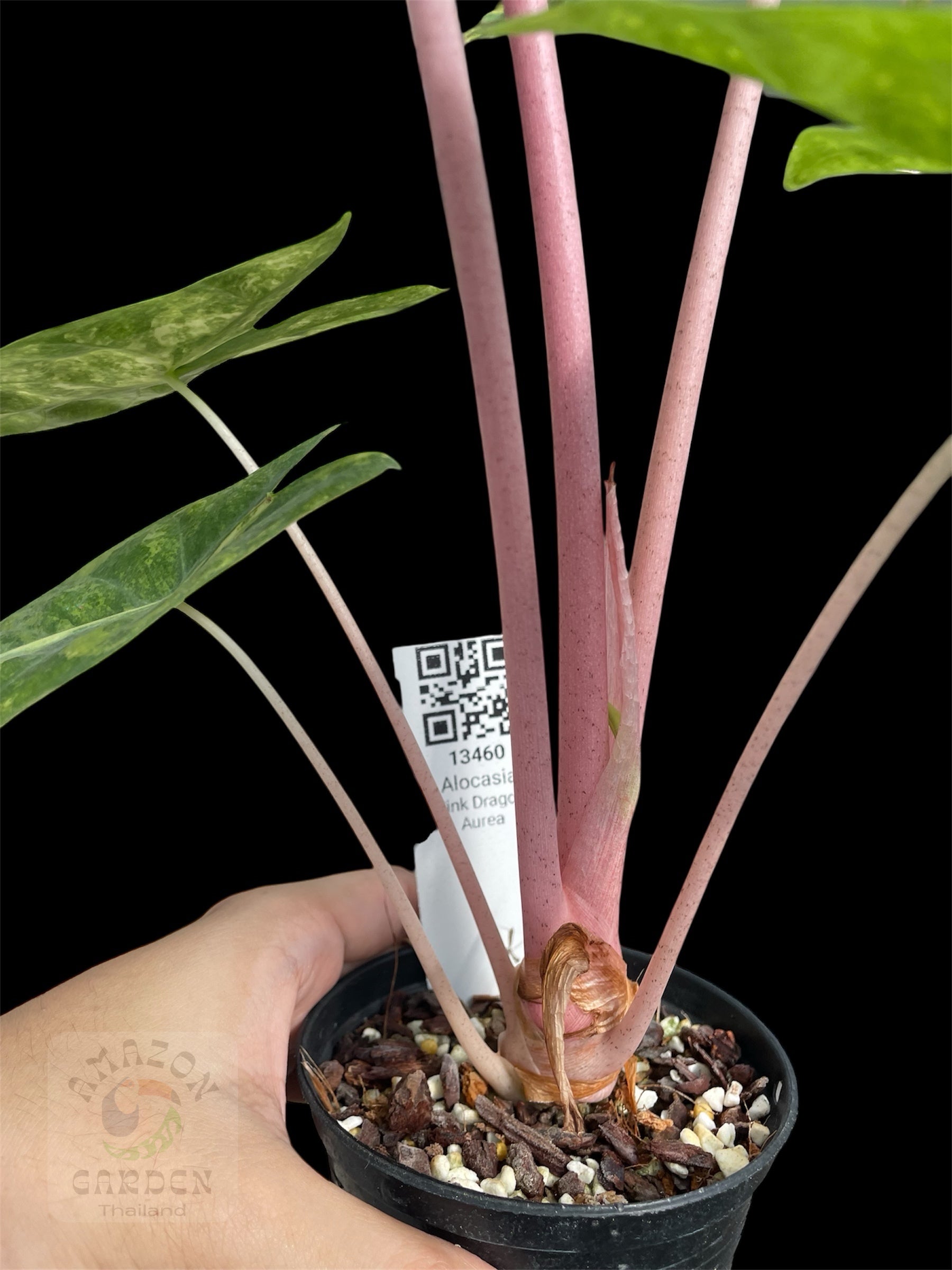 Alocasia Pink Dragon aurea – Amazon Garden Thailand