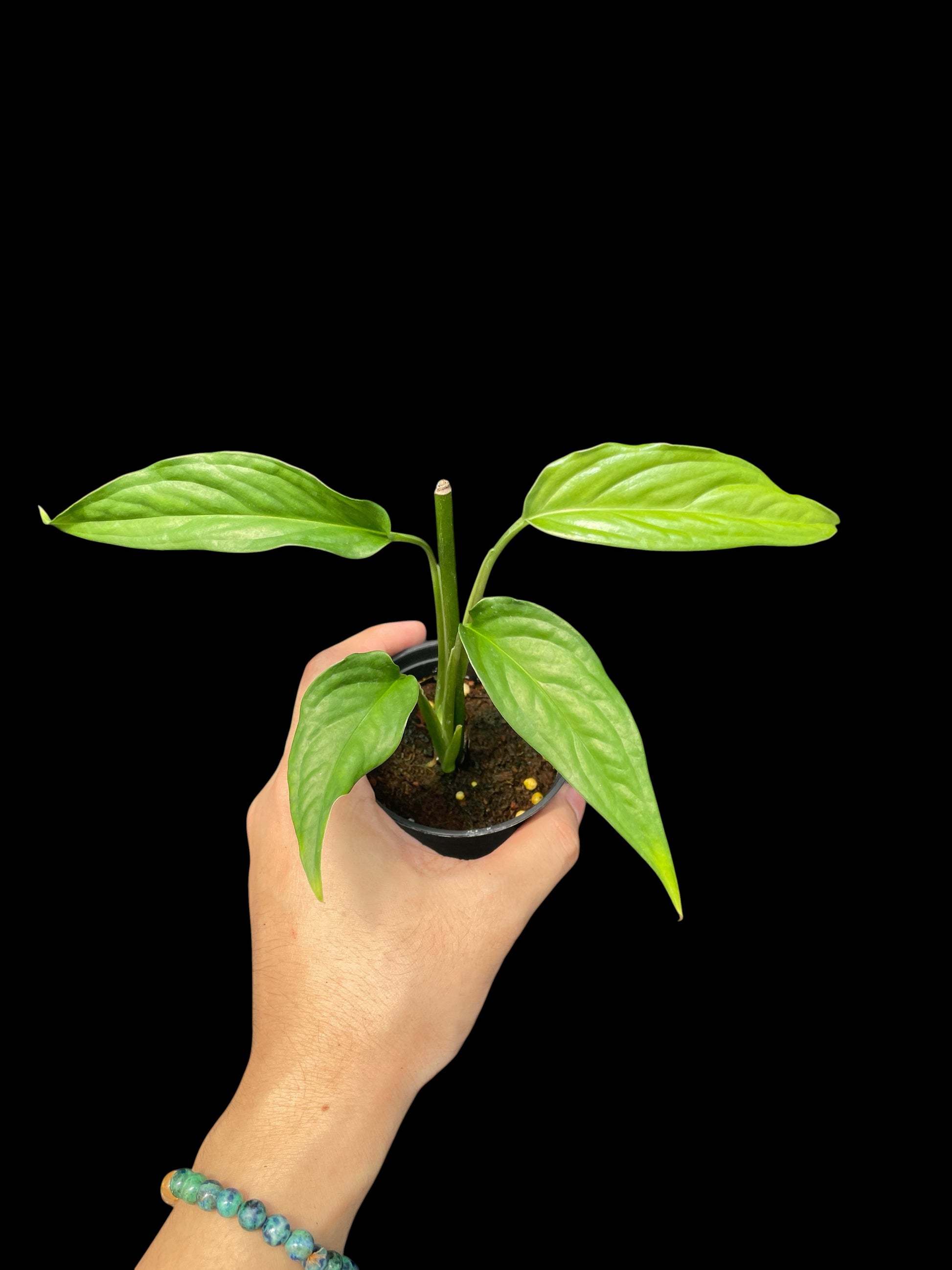 Monstera obliqua filamentous (S)