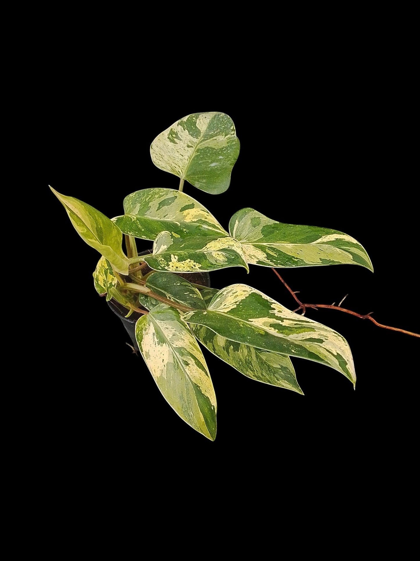 philodendron emerald queen variegated Philodendron Emerald Queen Marble Mutation – Amazon Garden Thailand