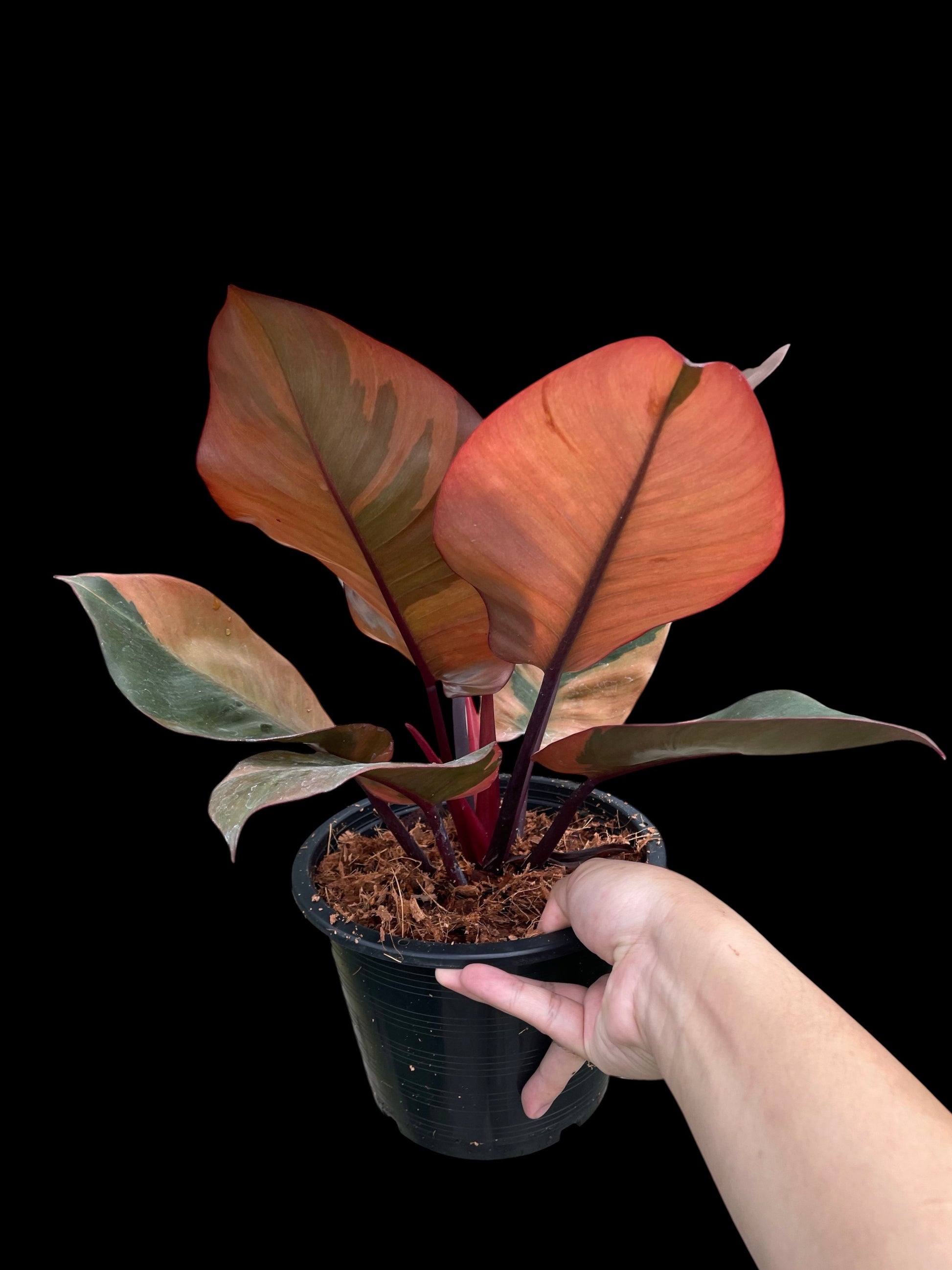philodendron cardinal red Philodendron black cardinal variegated (M) – Amazon Garden Thailand