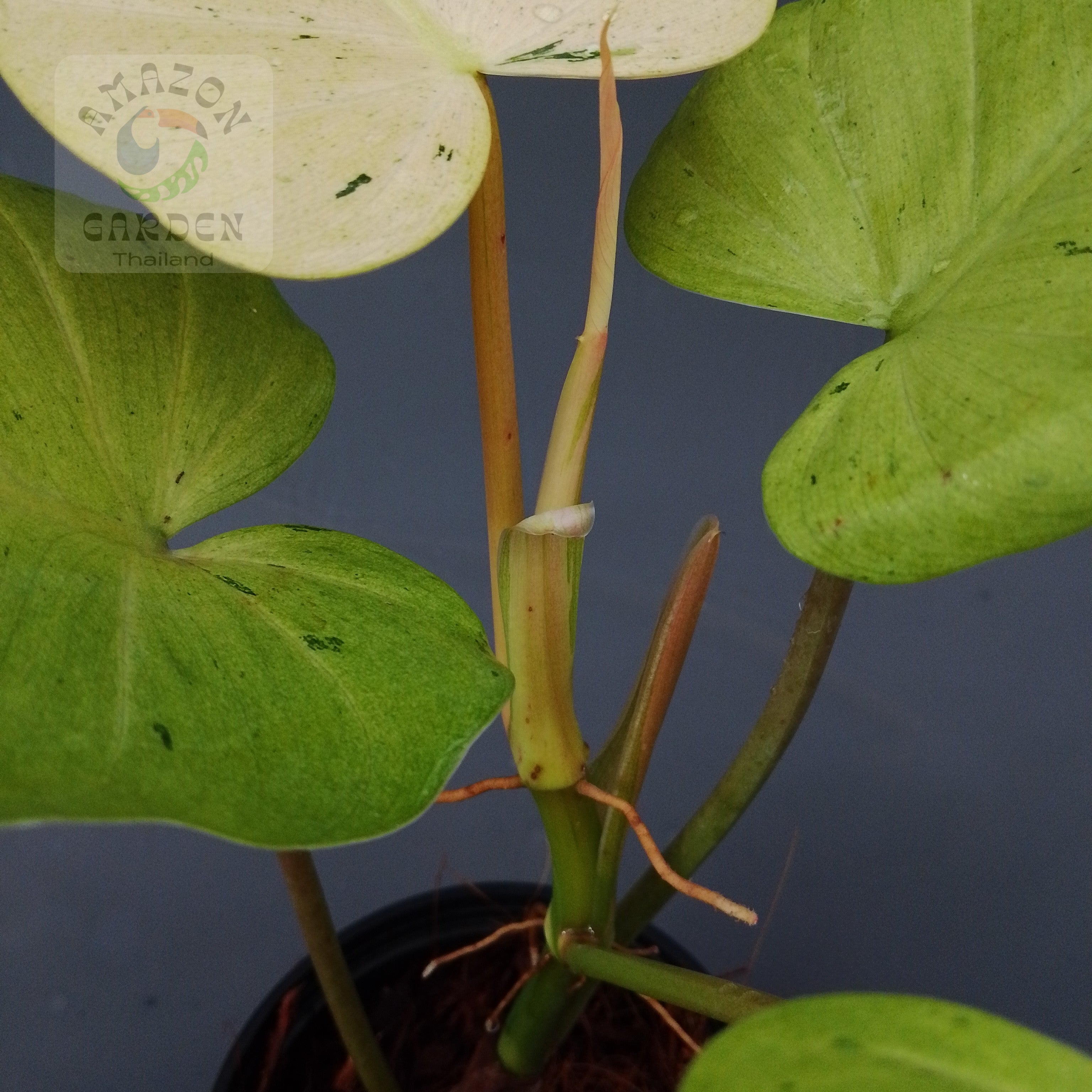 Philodendron Whipple Way (M) – Amazon Garden Thailand