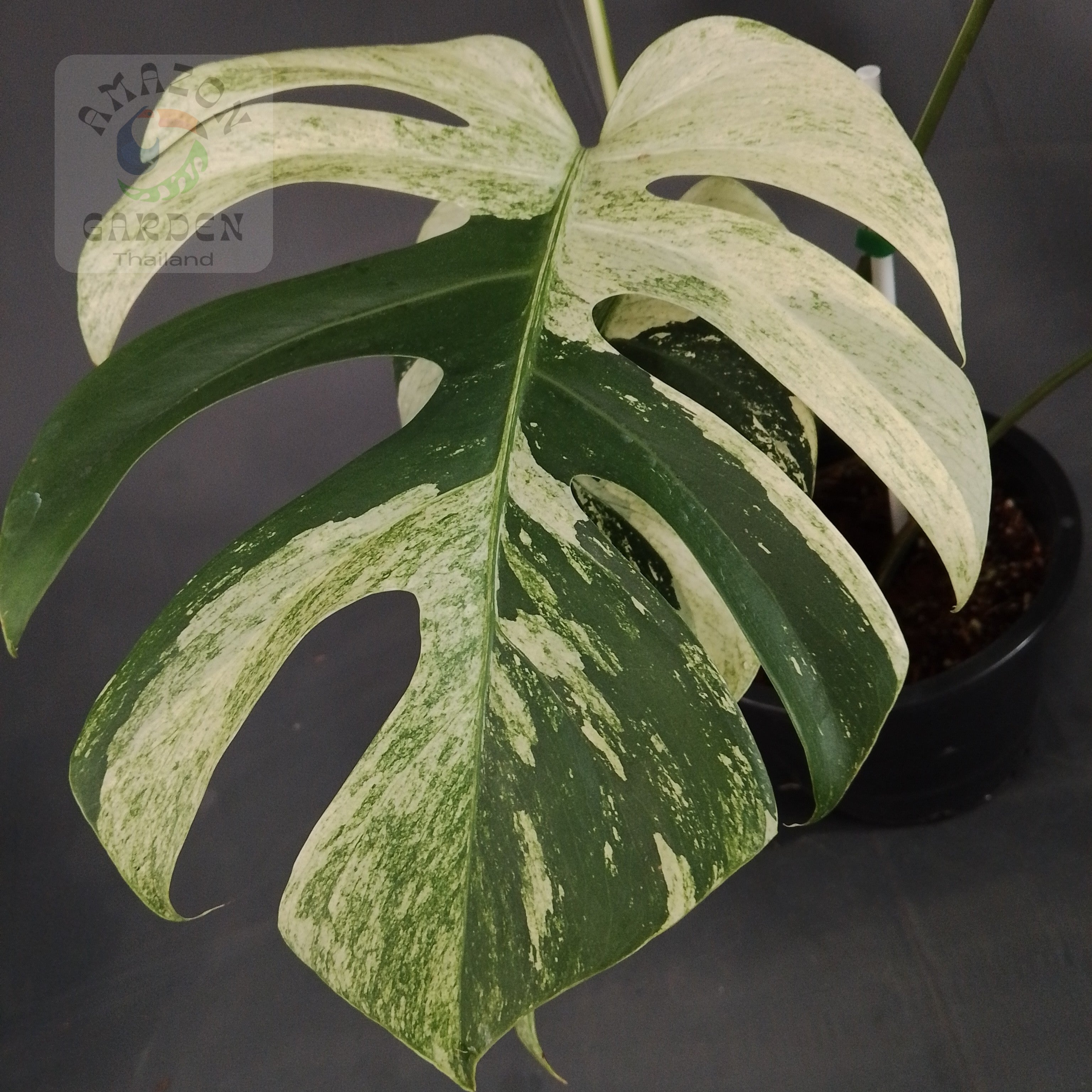 Monstera deliciosa Jungle Mint (L) – Amazon Garden Thailand