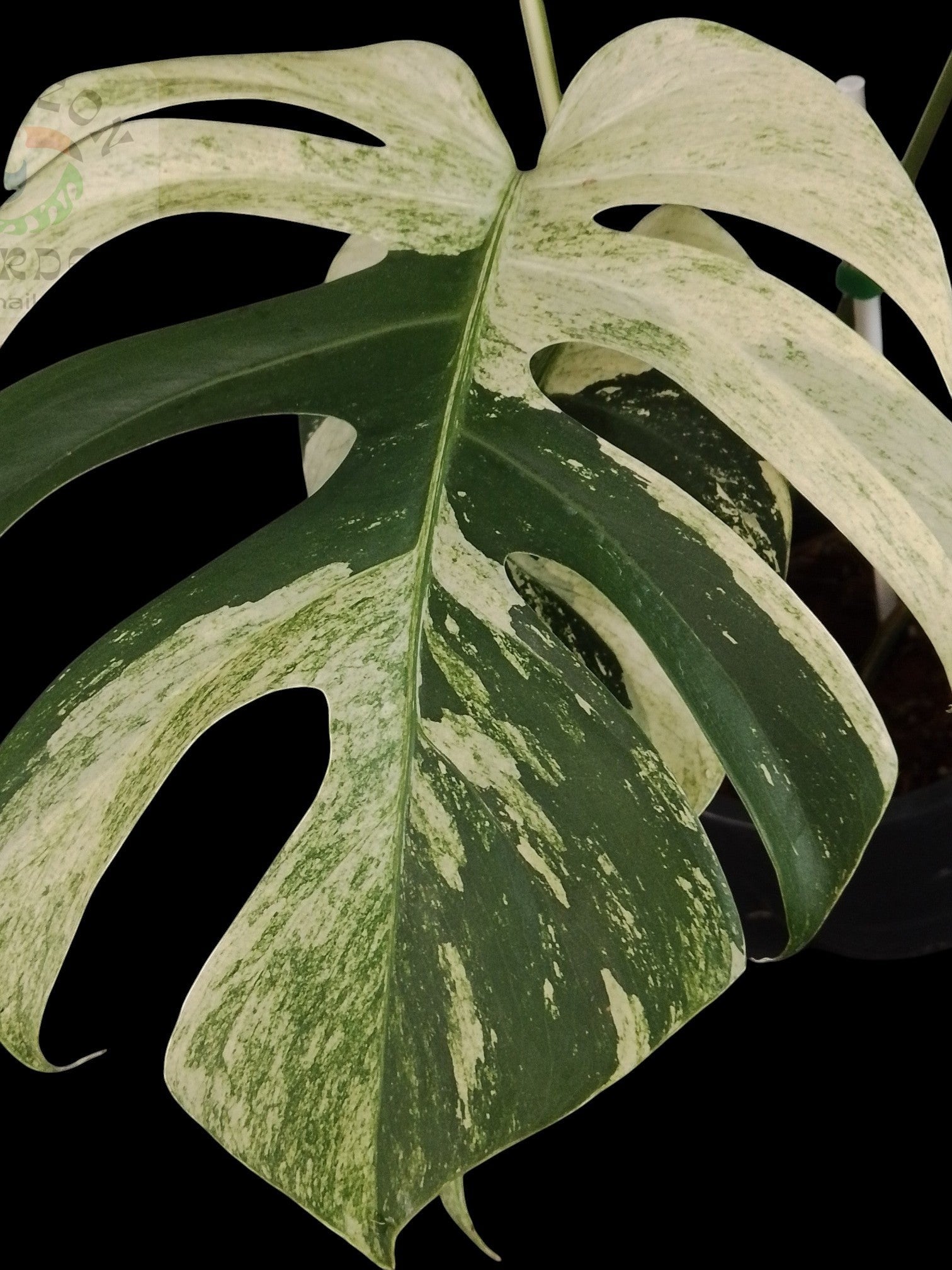 Monstera deliciosa Jungle Mint (L) – Amazon Garden Thailand