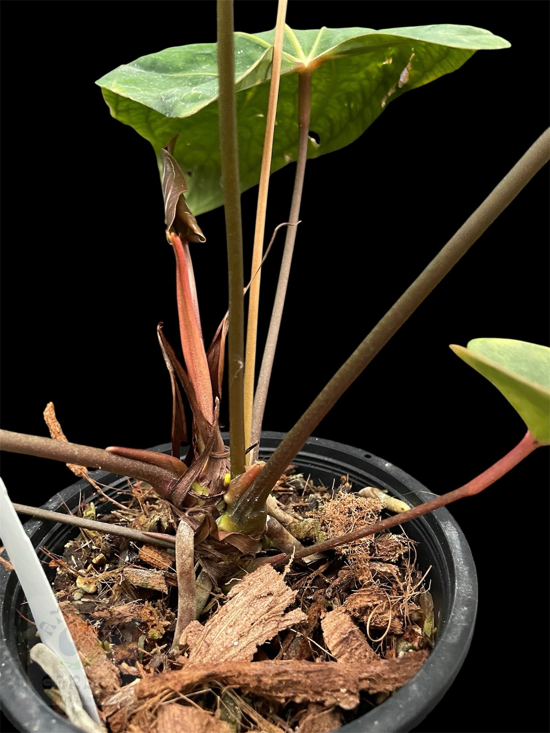 anthurium dressleri x papillilaminum Anthurium papillilaminum (''Ree Gardens'' x dressleri ''Rio Guanche Ecotype'') x (5x6)