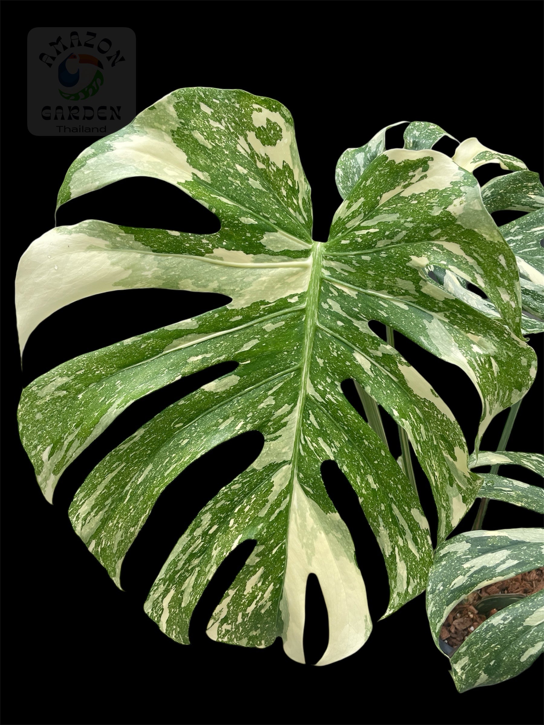 monstera deliciosa xl Monstera deliciosa White Snow (XL) – Amazon Garden Thailand