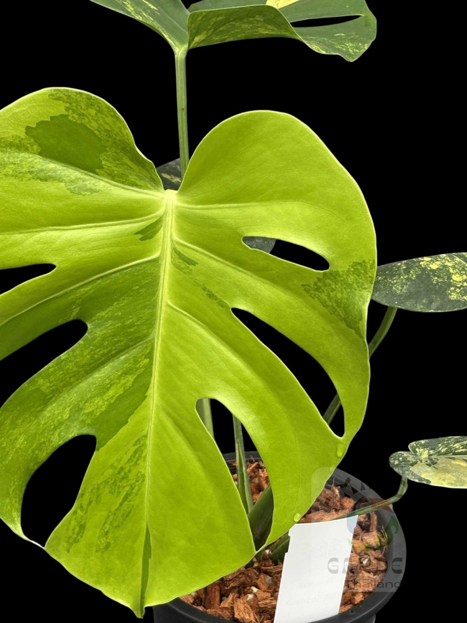 Monstera deliciosa PomPom – Amazon Garden Thailand