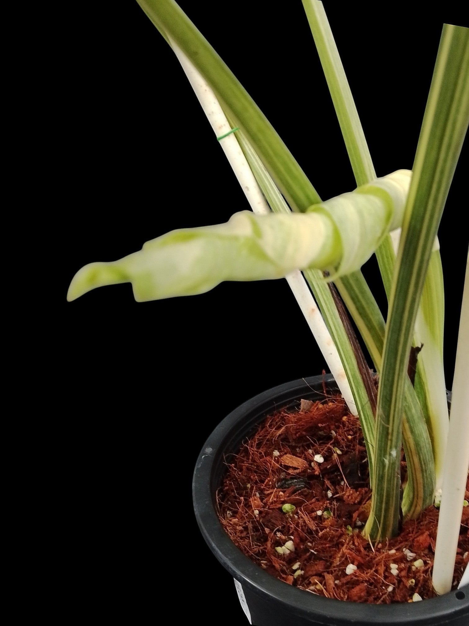 monstera legacy Monstera Thai Constellation Legacy (high color) – Amazon Garden Thailand