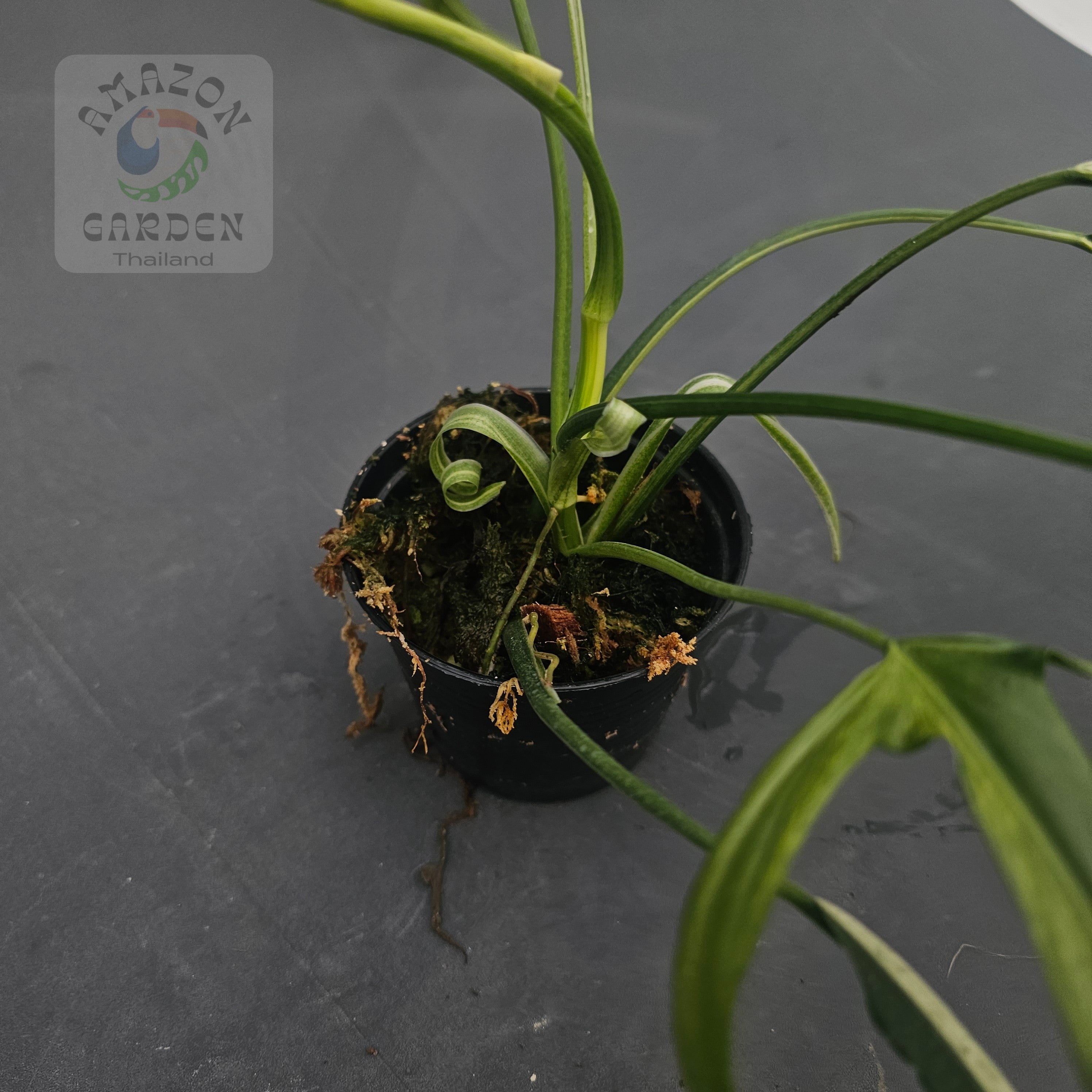 Philodendron holtonianum variegated – Amazon Garden Thailand
