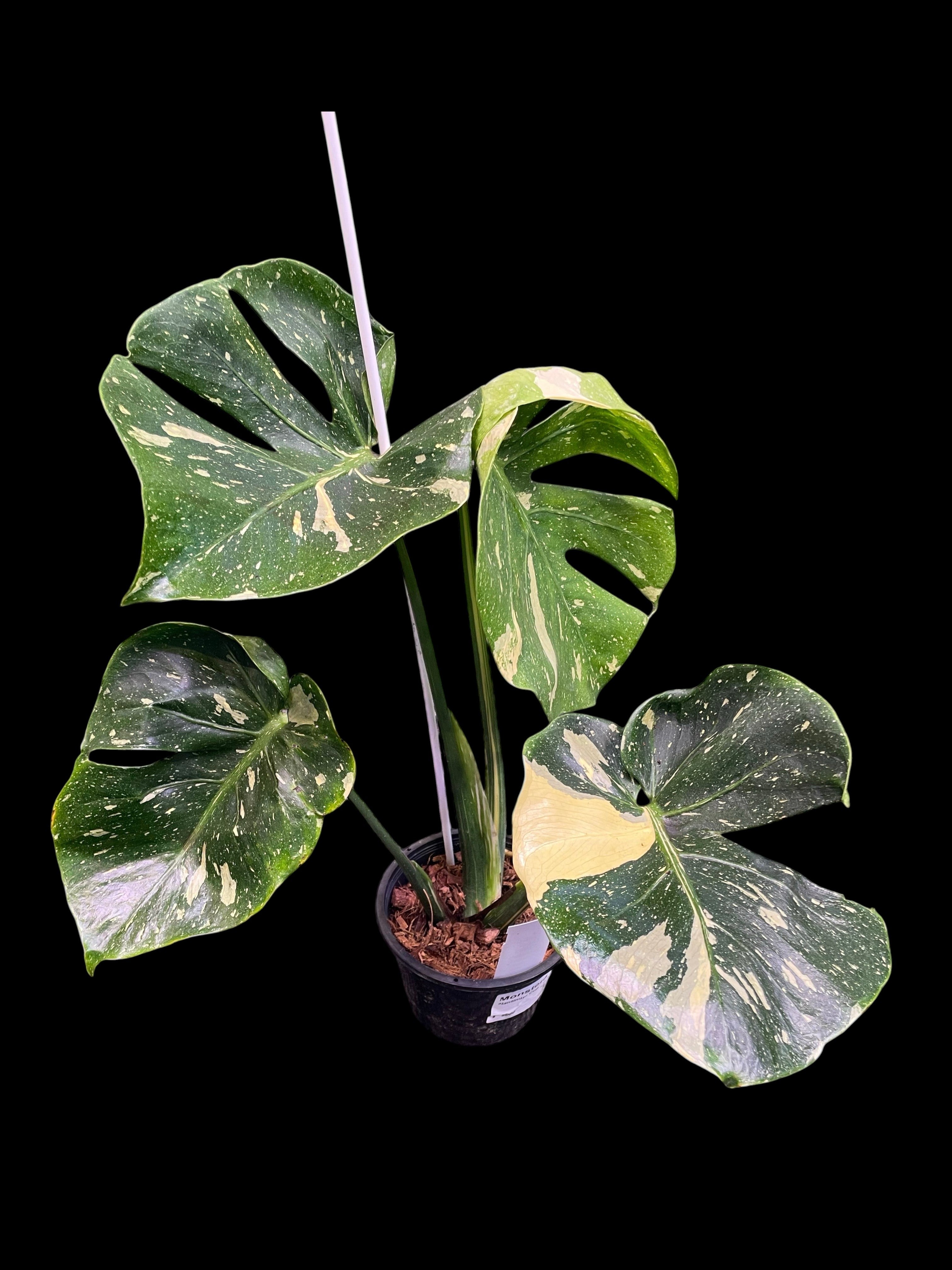 Monstera deliciosa Platinum Cup – Amazon Garden Thailand