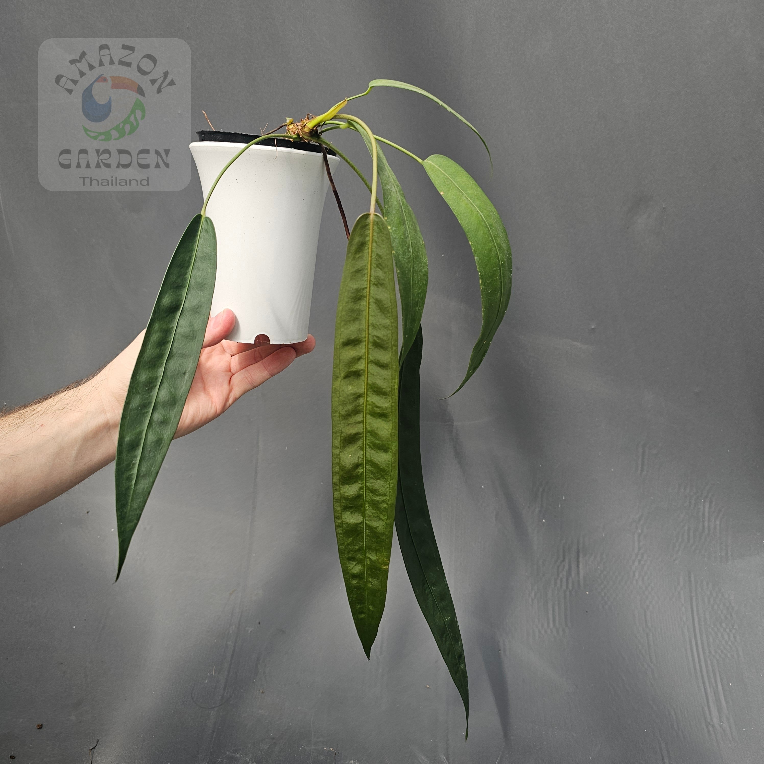 Anthurium – Amazon Garden Thailand