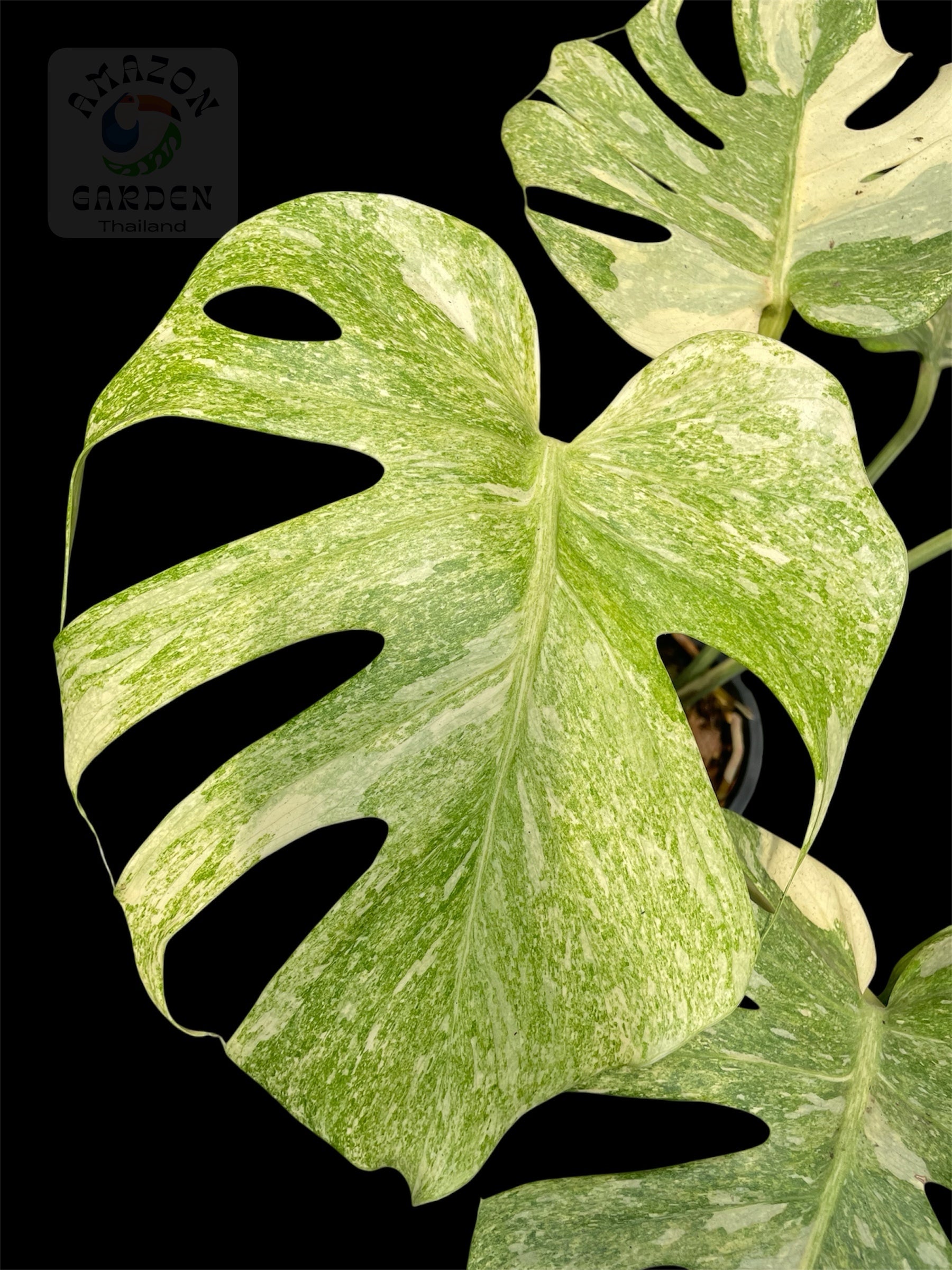 モンステラ プラチナム Monstera deliciosa platinum② セール】モンステラ デリシオーサ 'タイコンステレーション プラチナム