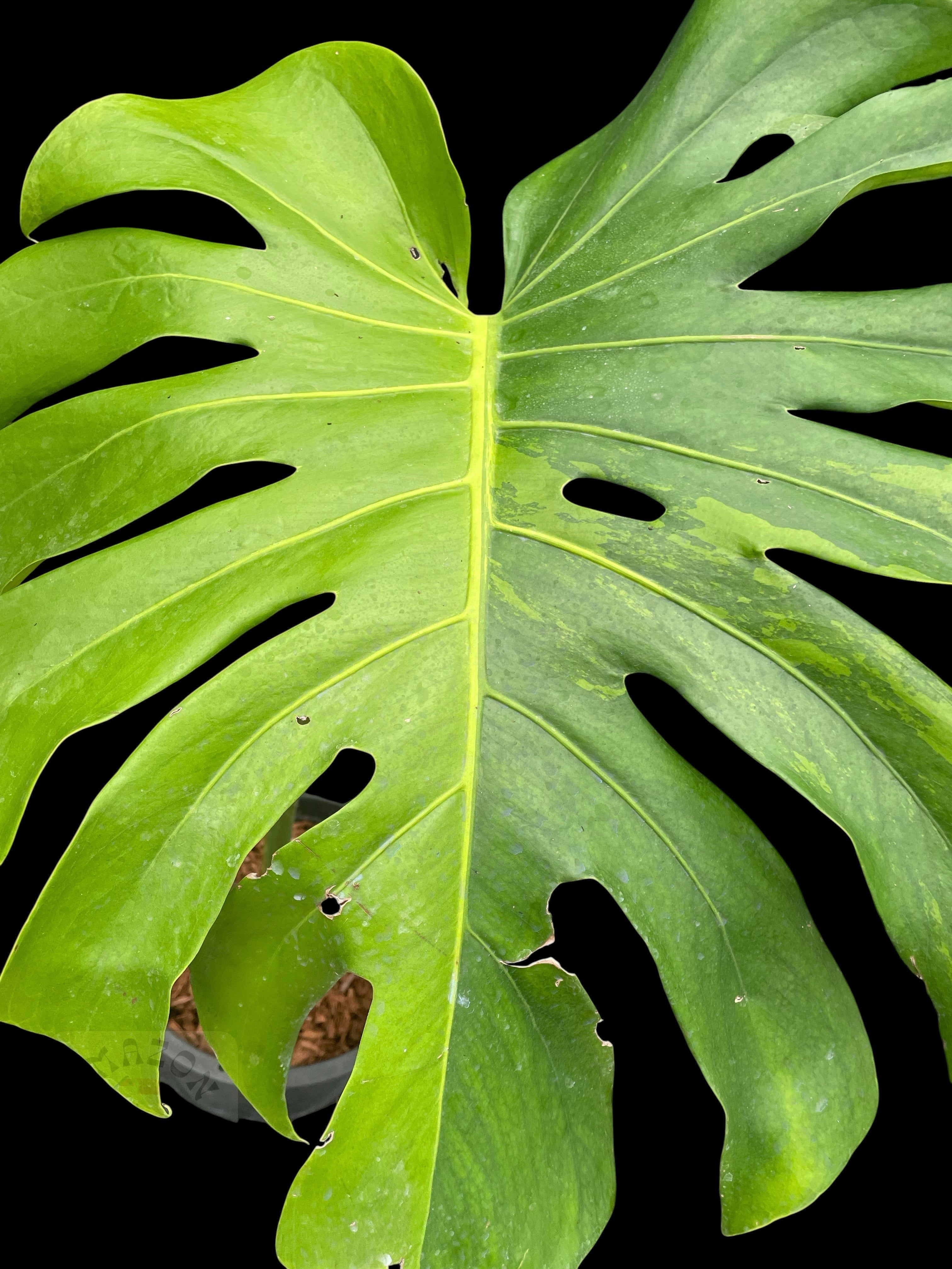 Monstera deliciosa large form green on green – Amazon Garden Thailand