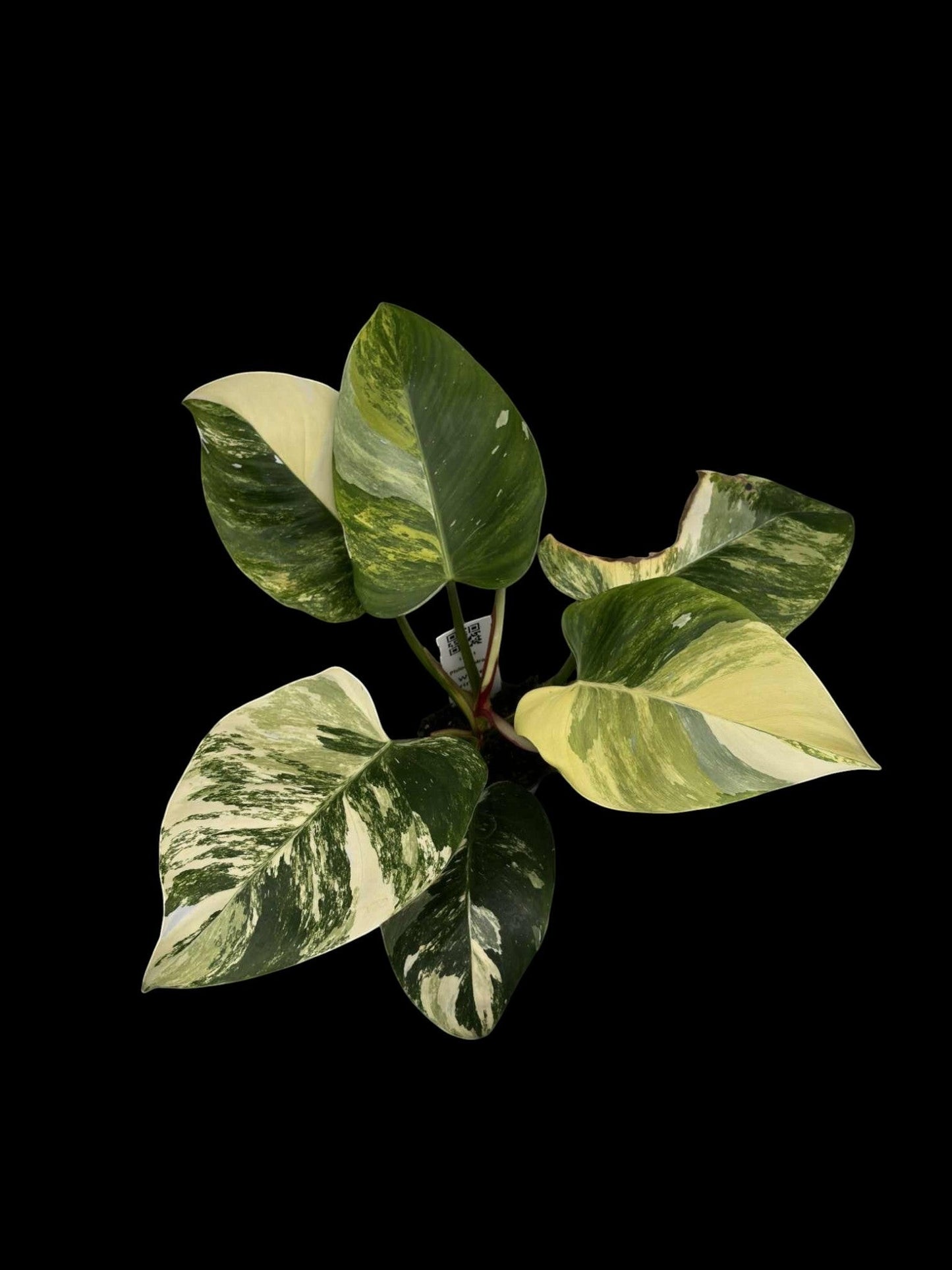 Philodendron White Princess Tricolor – Amazon Garden Thailand