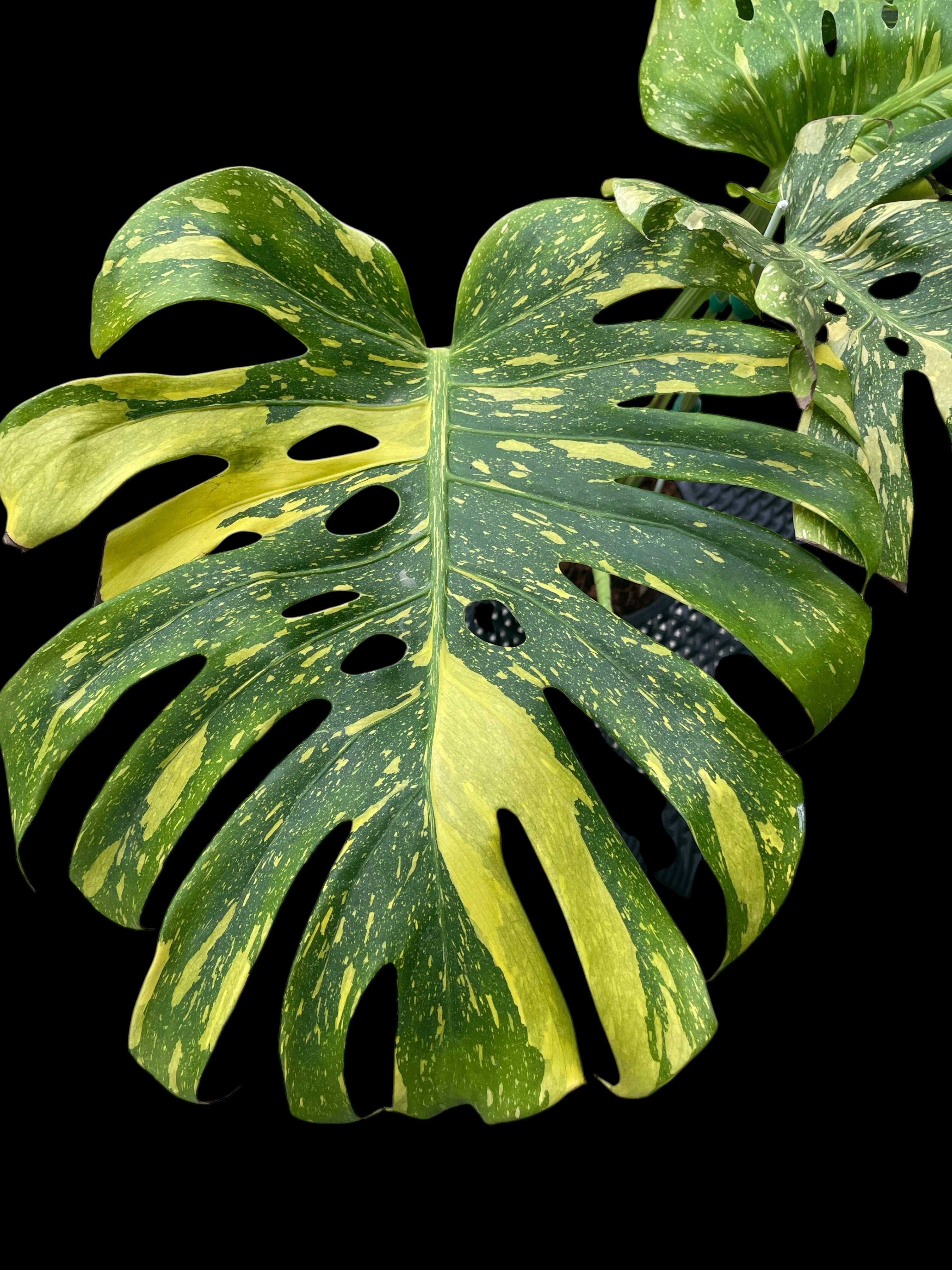 Monstera Electro light – Amazon Garden Thailand