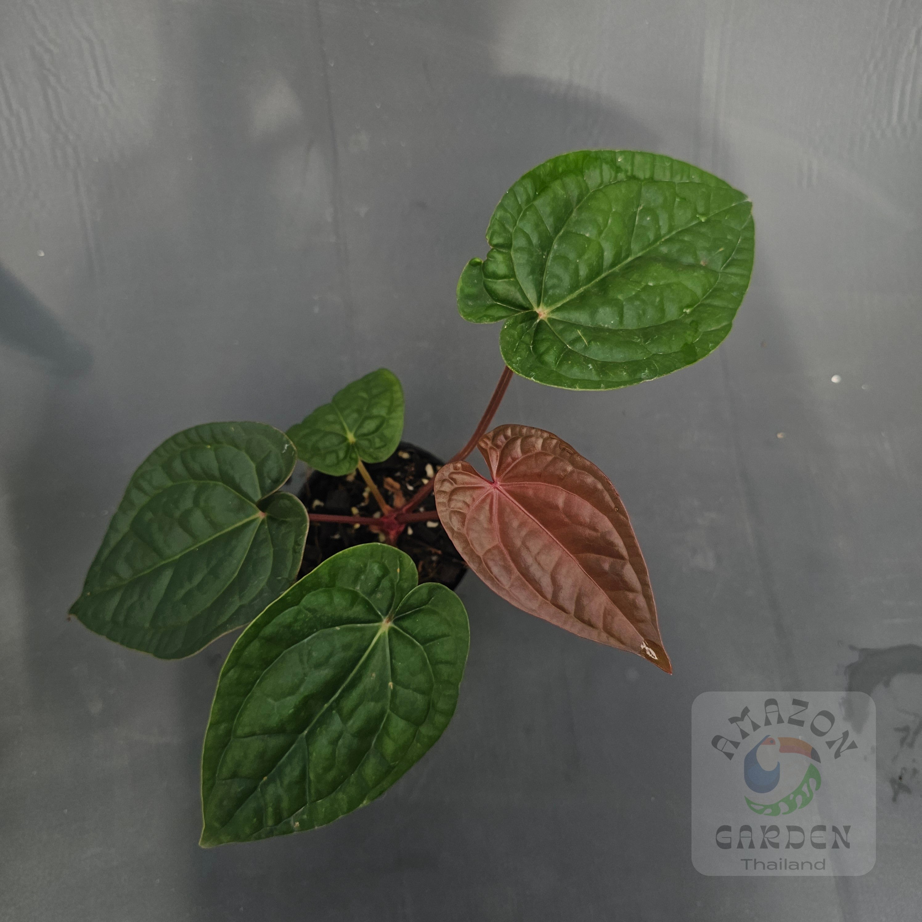 Anthurium – Amazon Garden Thailand