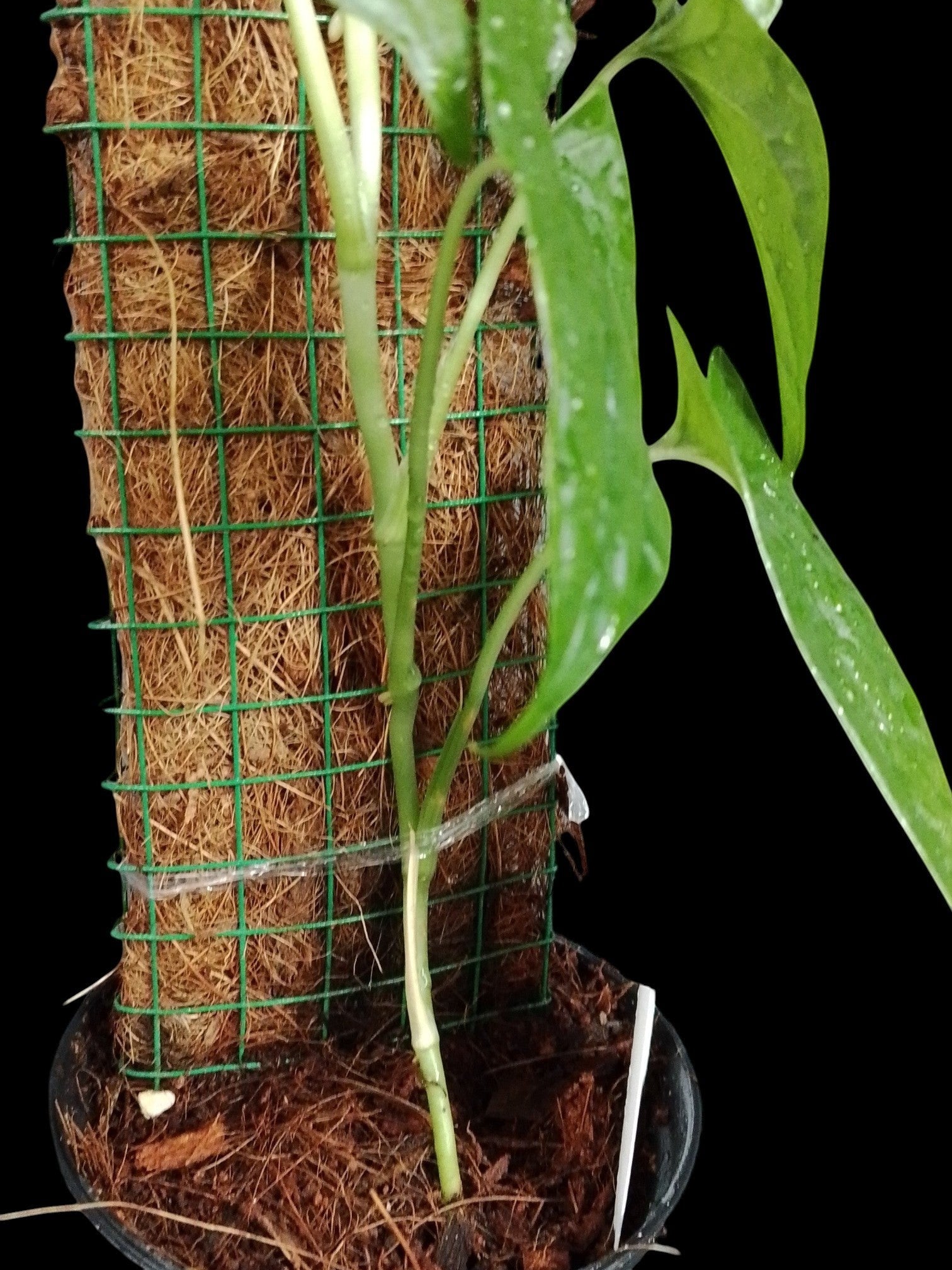 monstera membranacea Monstera membranacea madison – Amazon Garden Thailand