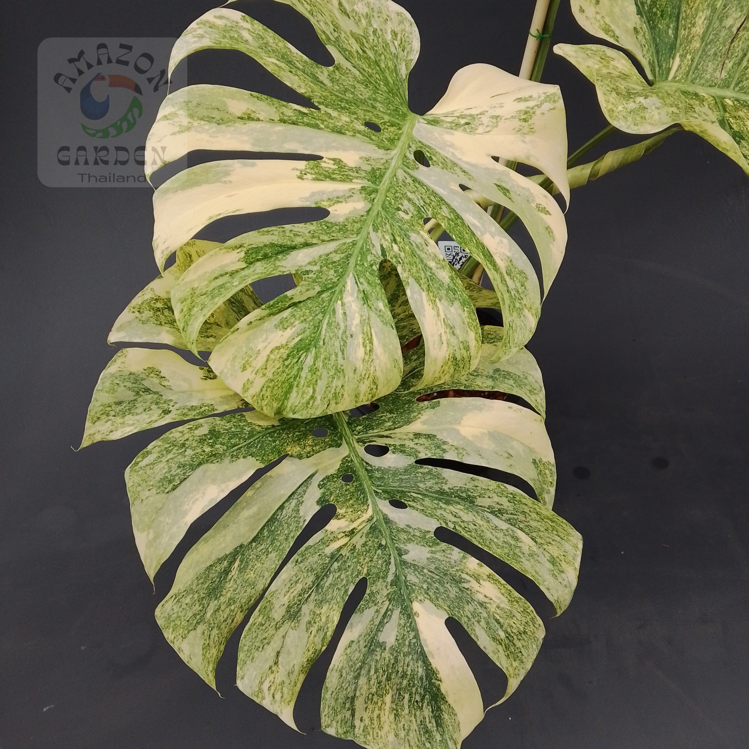 Monstera Thai Constellation Legacy (high color) – Amazon Garden