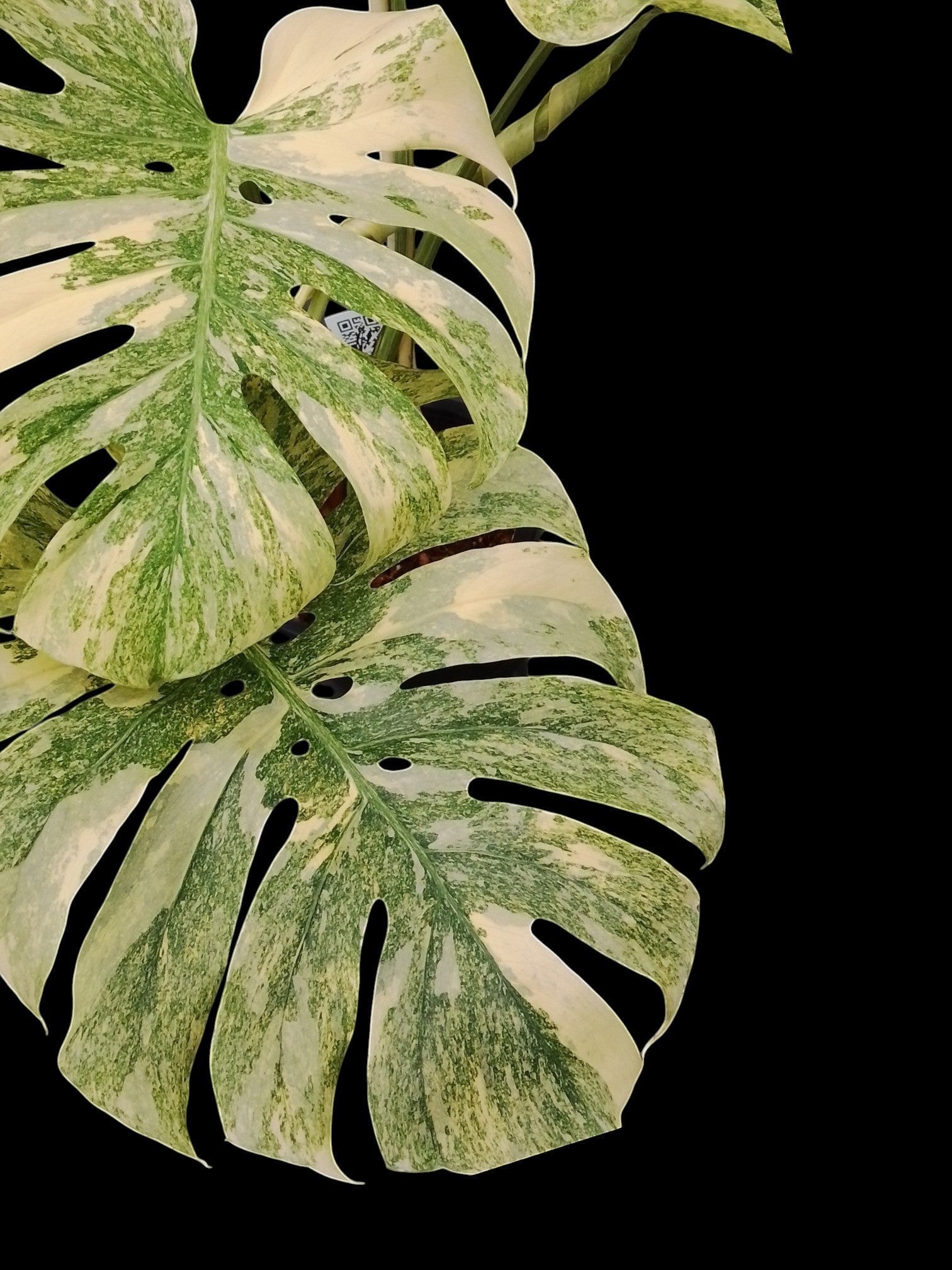 Monstera Thai Constellation Legacy (high color) – Amazon Garden Thailand