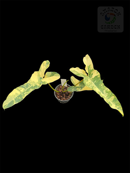 carnivor plants Drosera capensis Cape Sundew main image 0