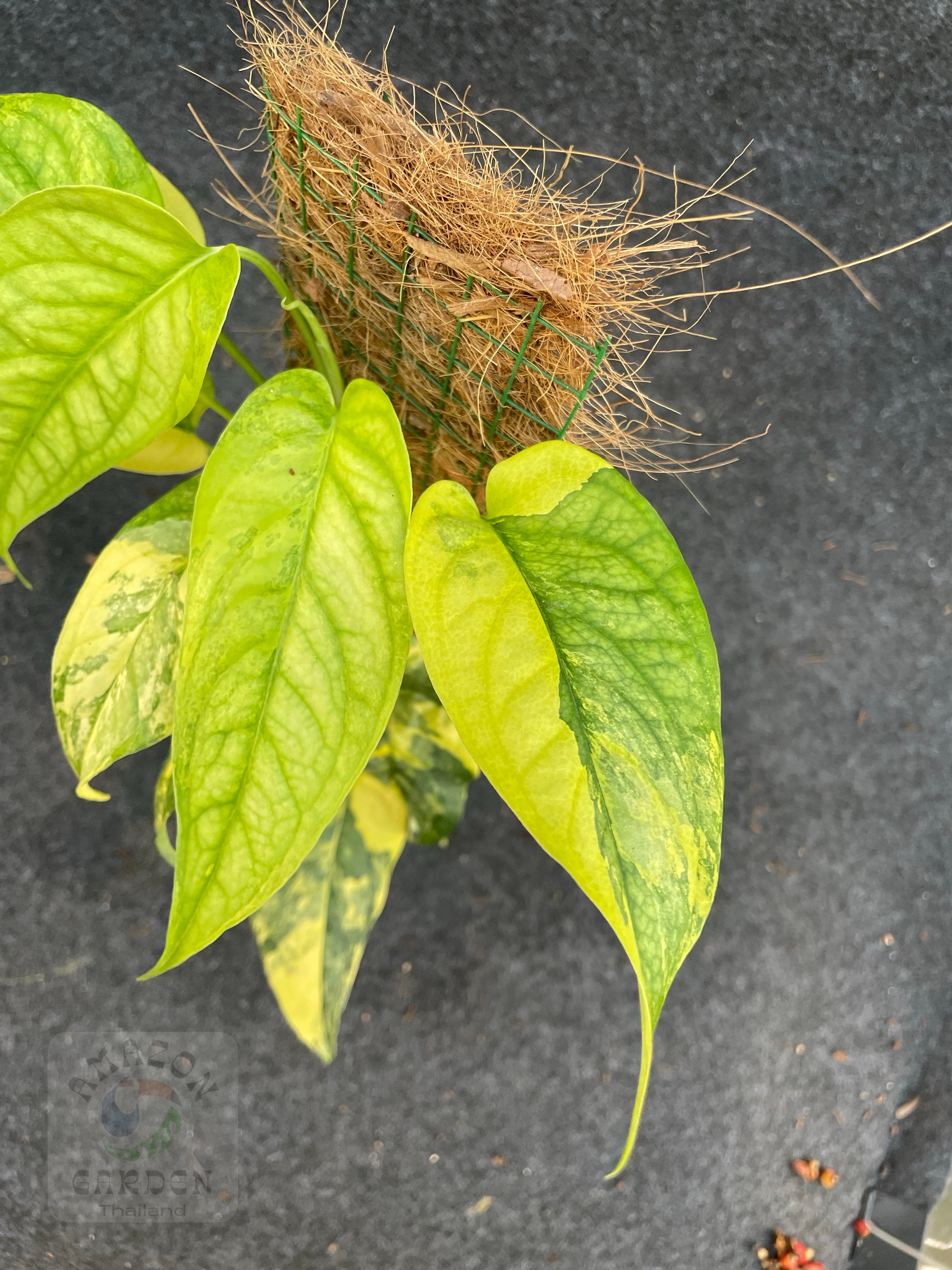Monstera siltepecana variegated (M) – Amazon Garden Thailand