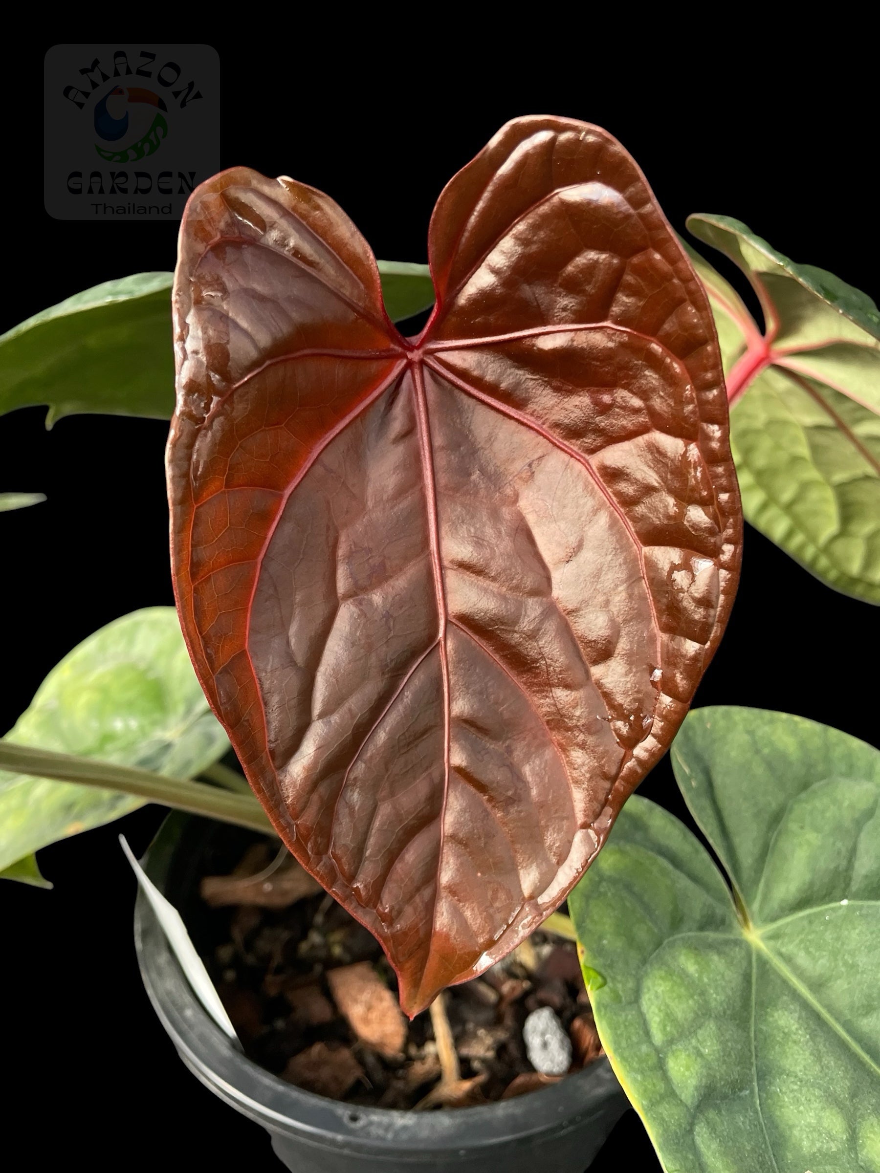 Anthurium Red Crystallinum x luxurians – Amazon Garden Thailand