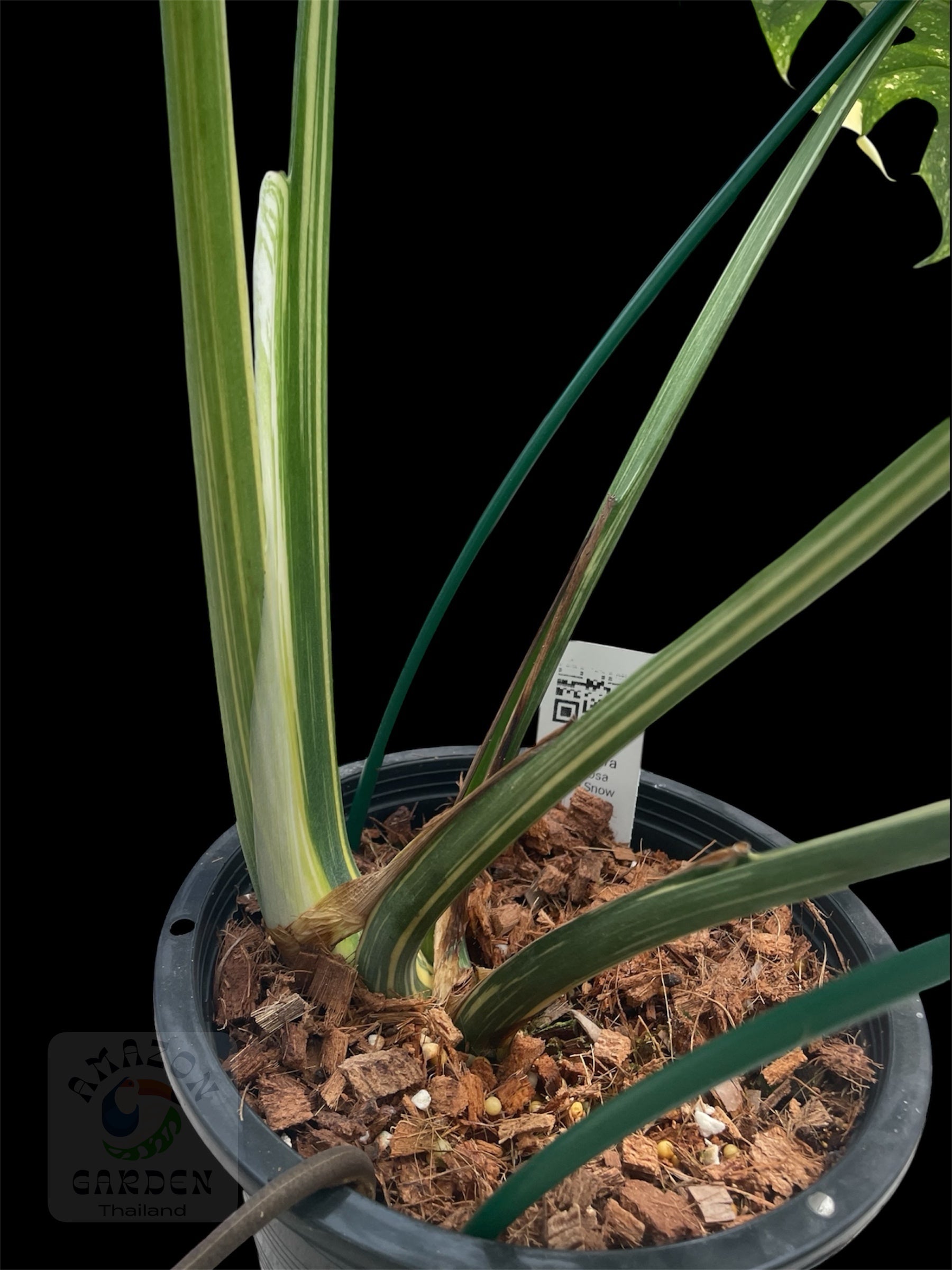 Monstera deliciosa White Snow (XL) – Amazon Garden Thailand