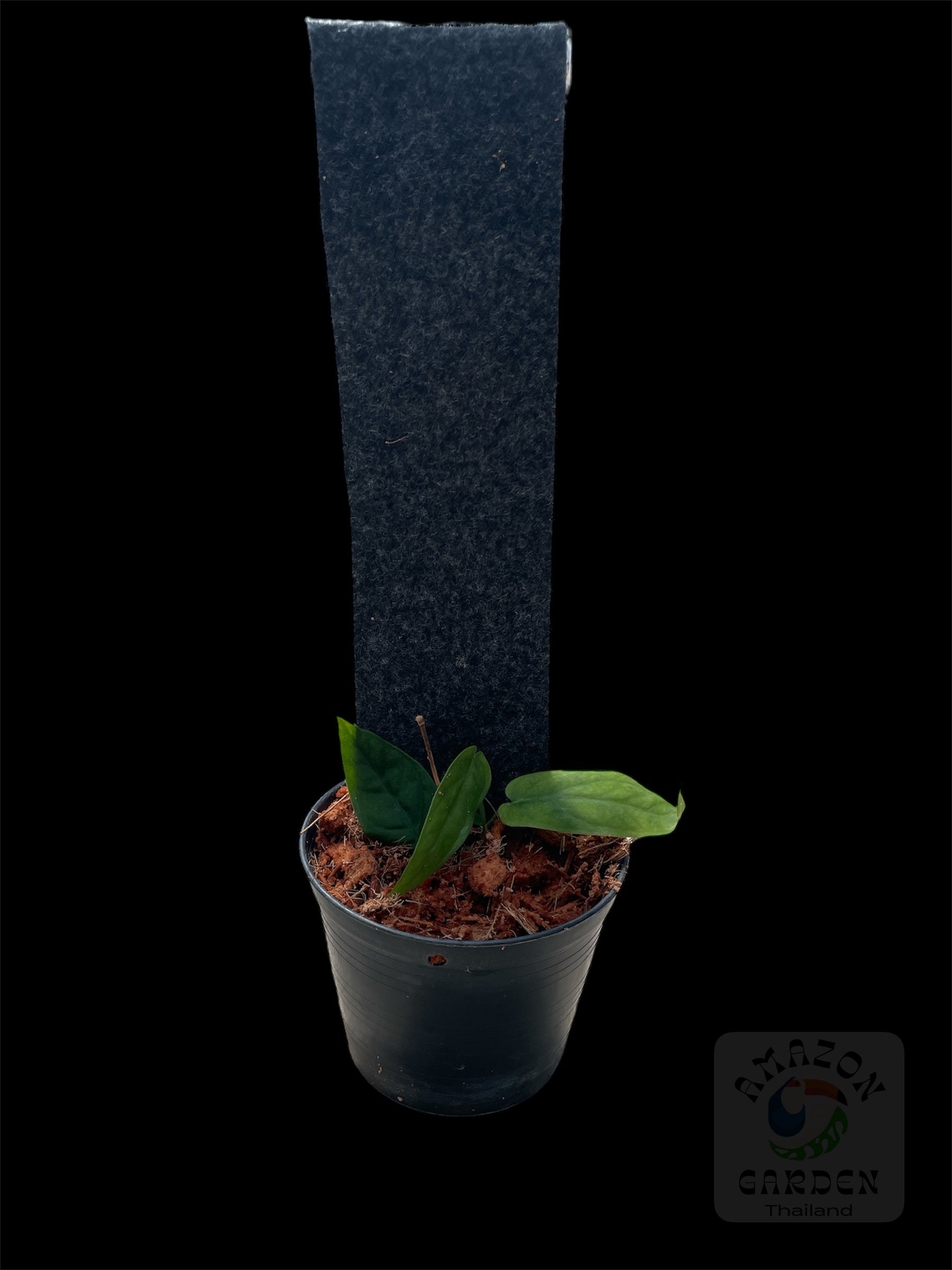 Monstera filamentosa (S) – Amazon Garden Thailand