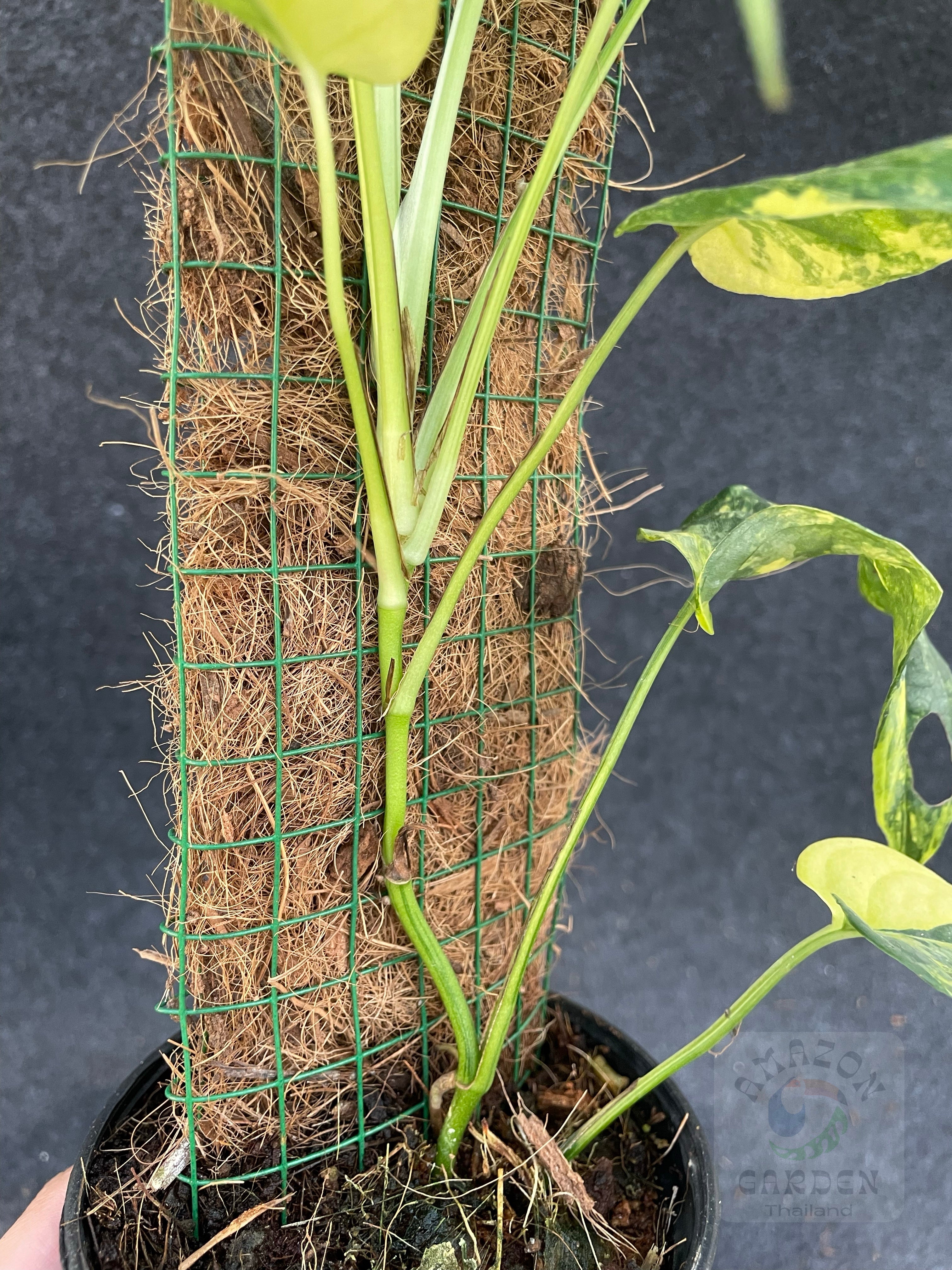 その他観葉植物 Monstera siltepecana variegated Monstera Siltepecana Aurea Variegata | Rare plant | Studio Plants