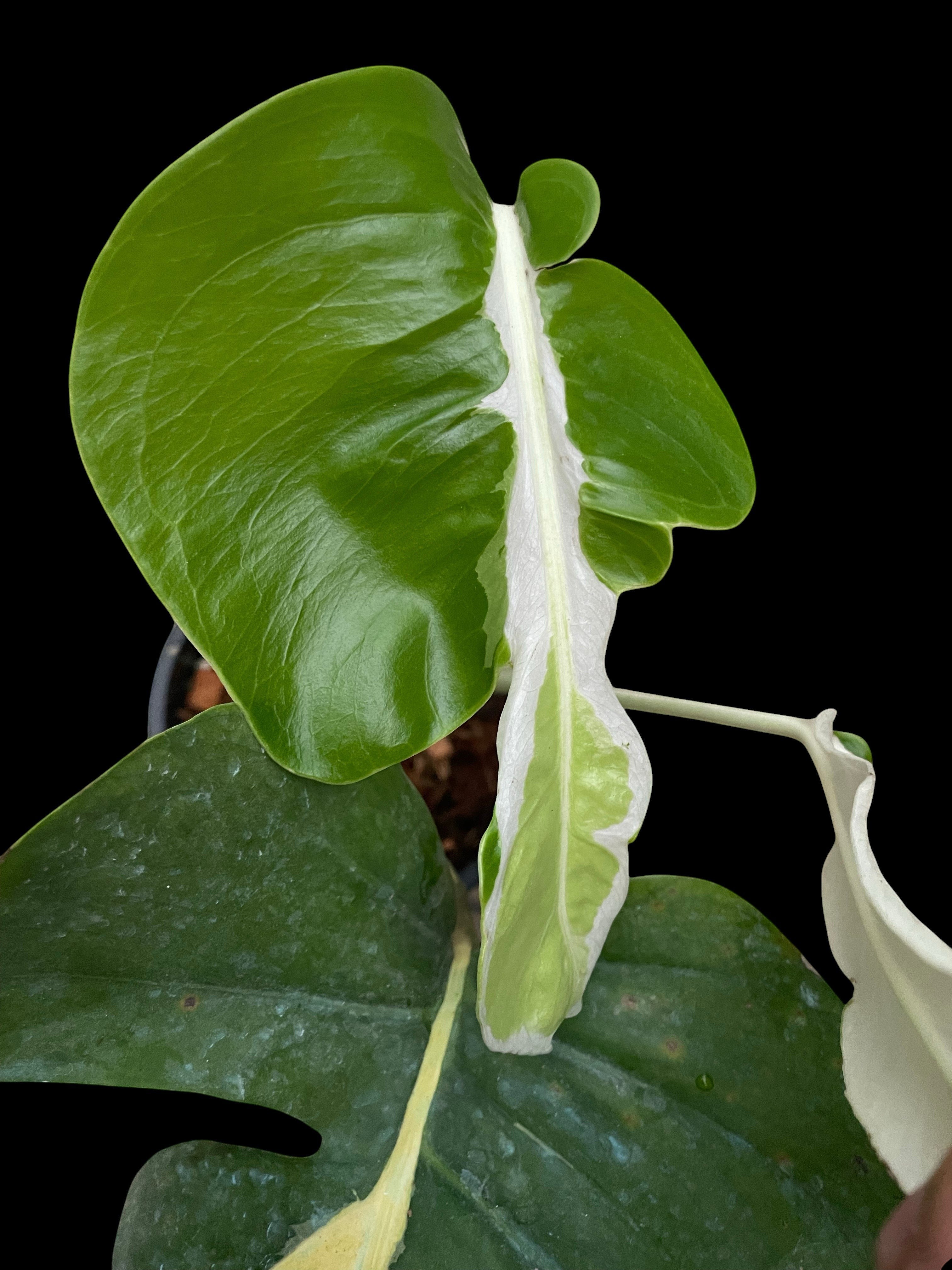 モンステラ ホワイトラヴァ モンステラ ホワイトゴースト ラヴァ？ : r/RareHouseplants