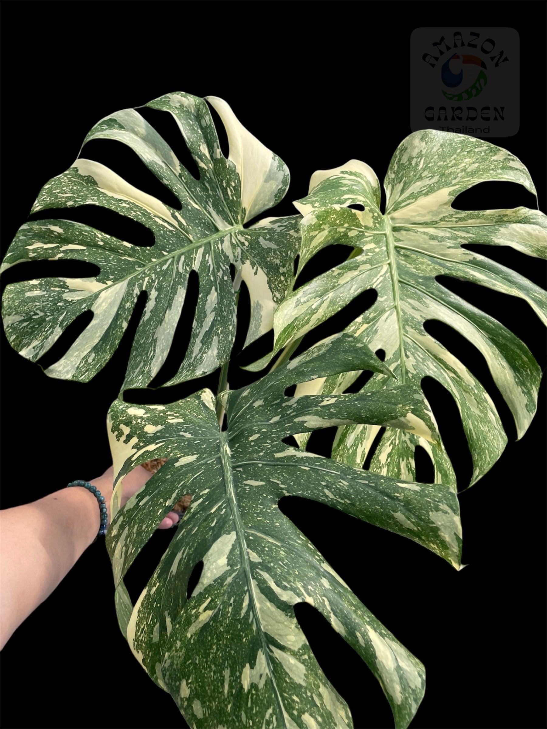 monstera snow white Monstera deliciosa White Snow (L)