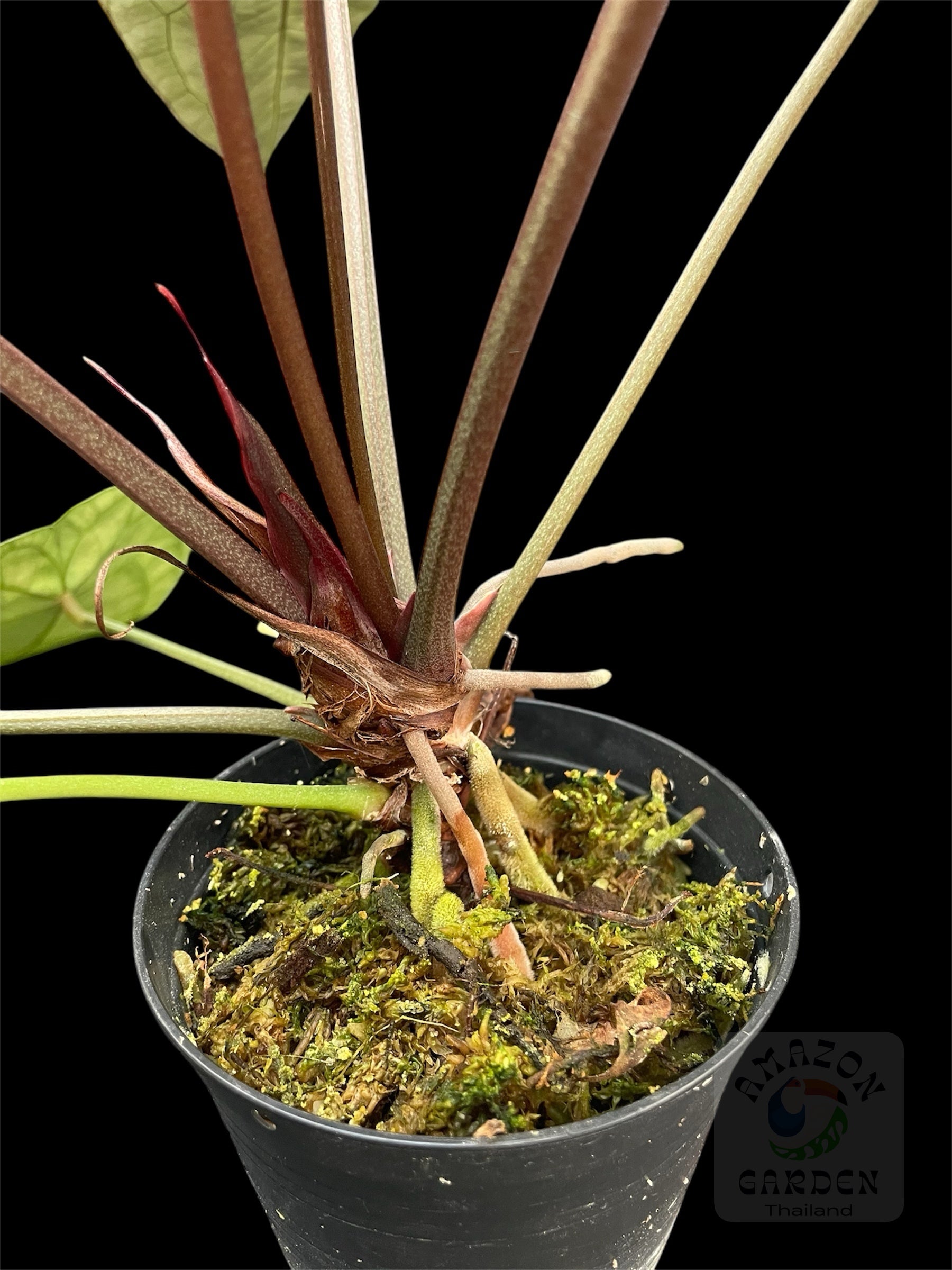 Anthurium SKG Grey x Doc Block F2 – Amazon Garden Thailand