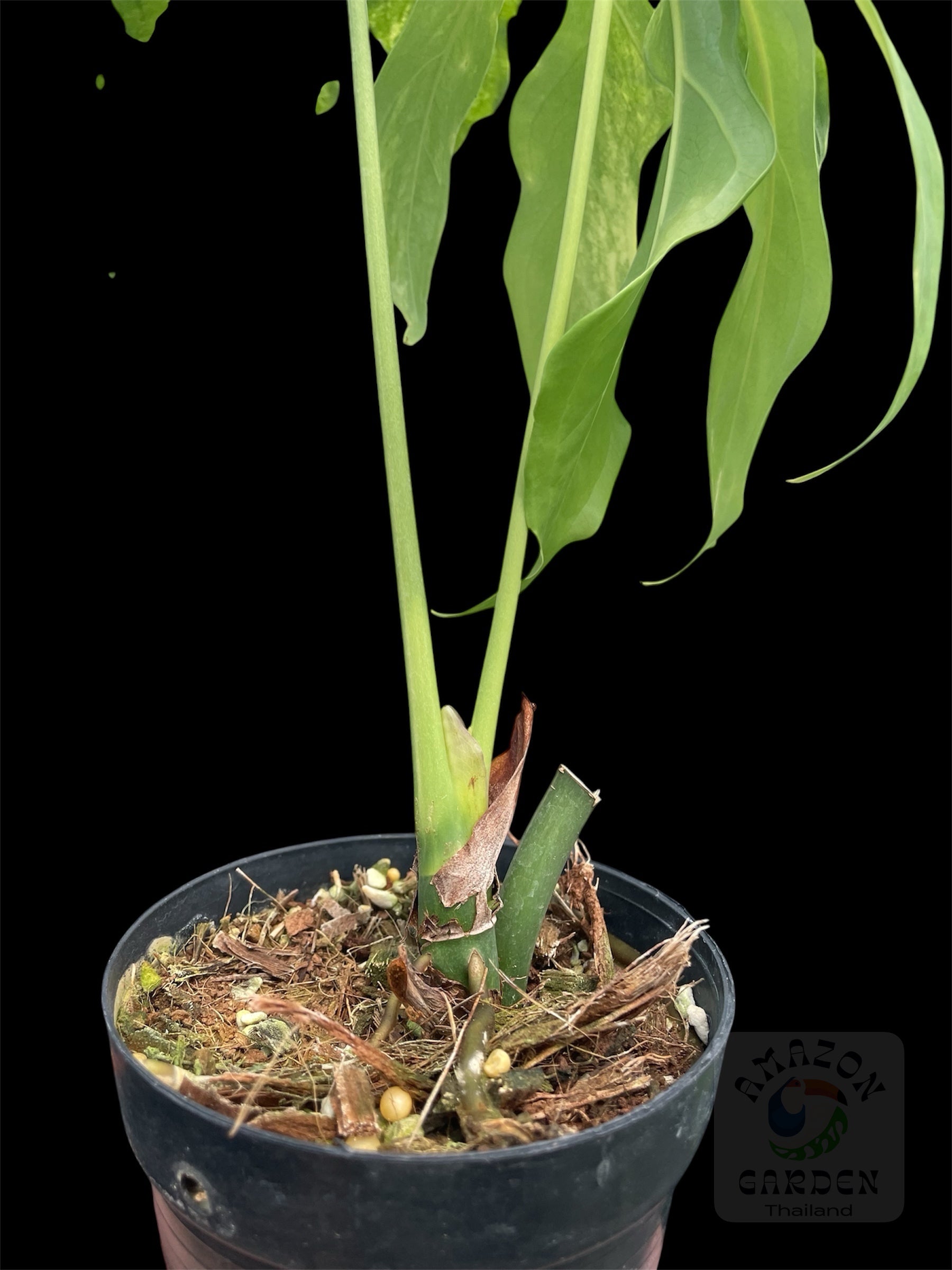Anthurium clavigerum variegated – Amazon Garden Thailand