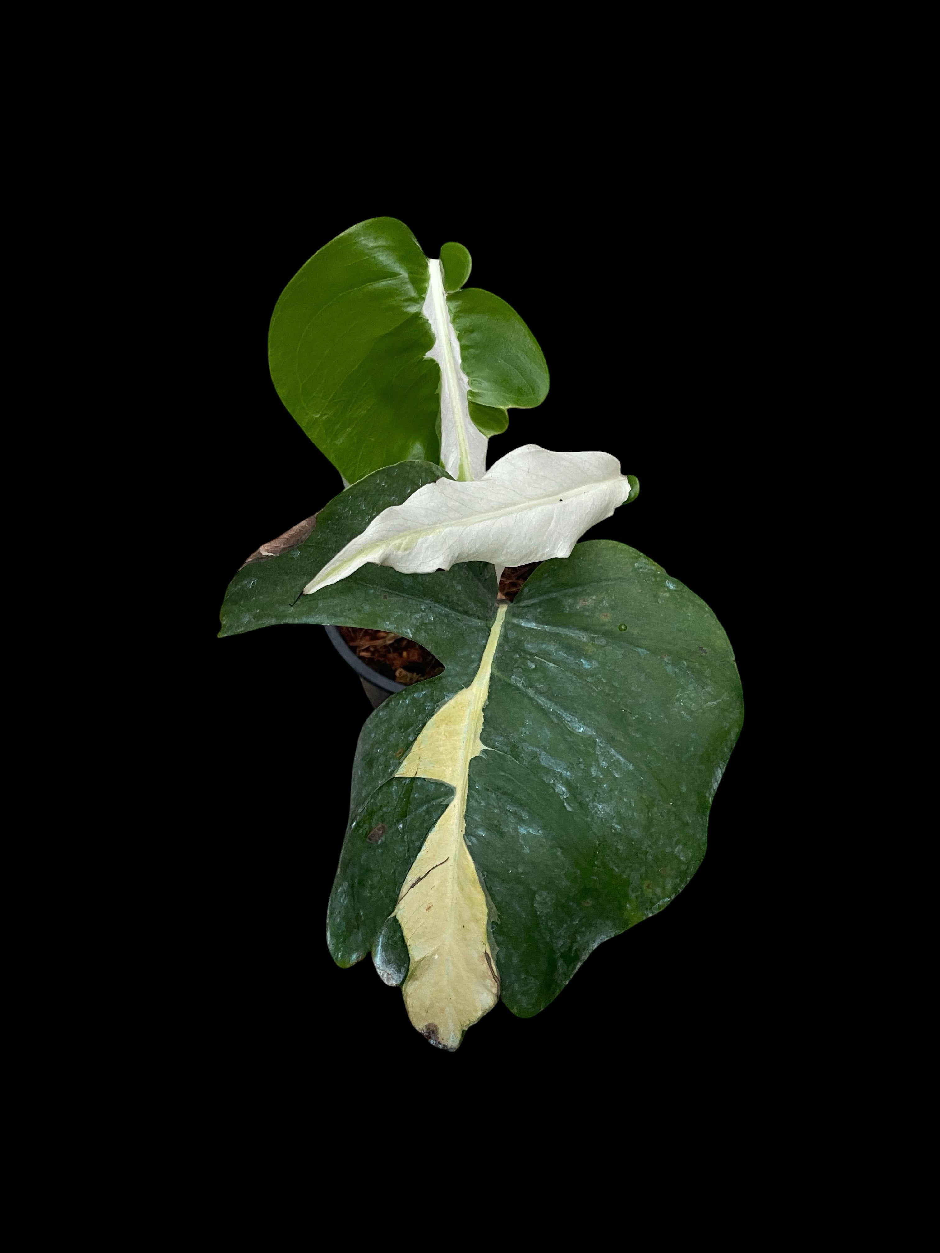 Monstera deliciosa White Lava – Amazon Garden Thailand