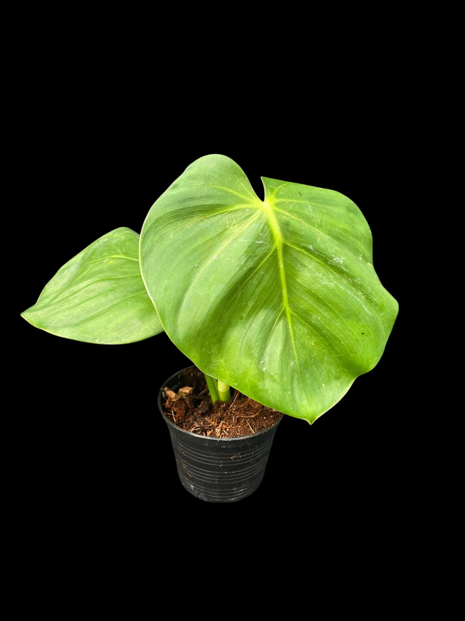 philodendron 植物 Philodendron findens – Amazon Garden Thailand