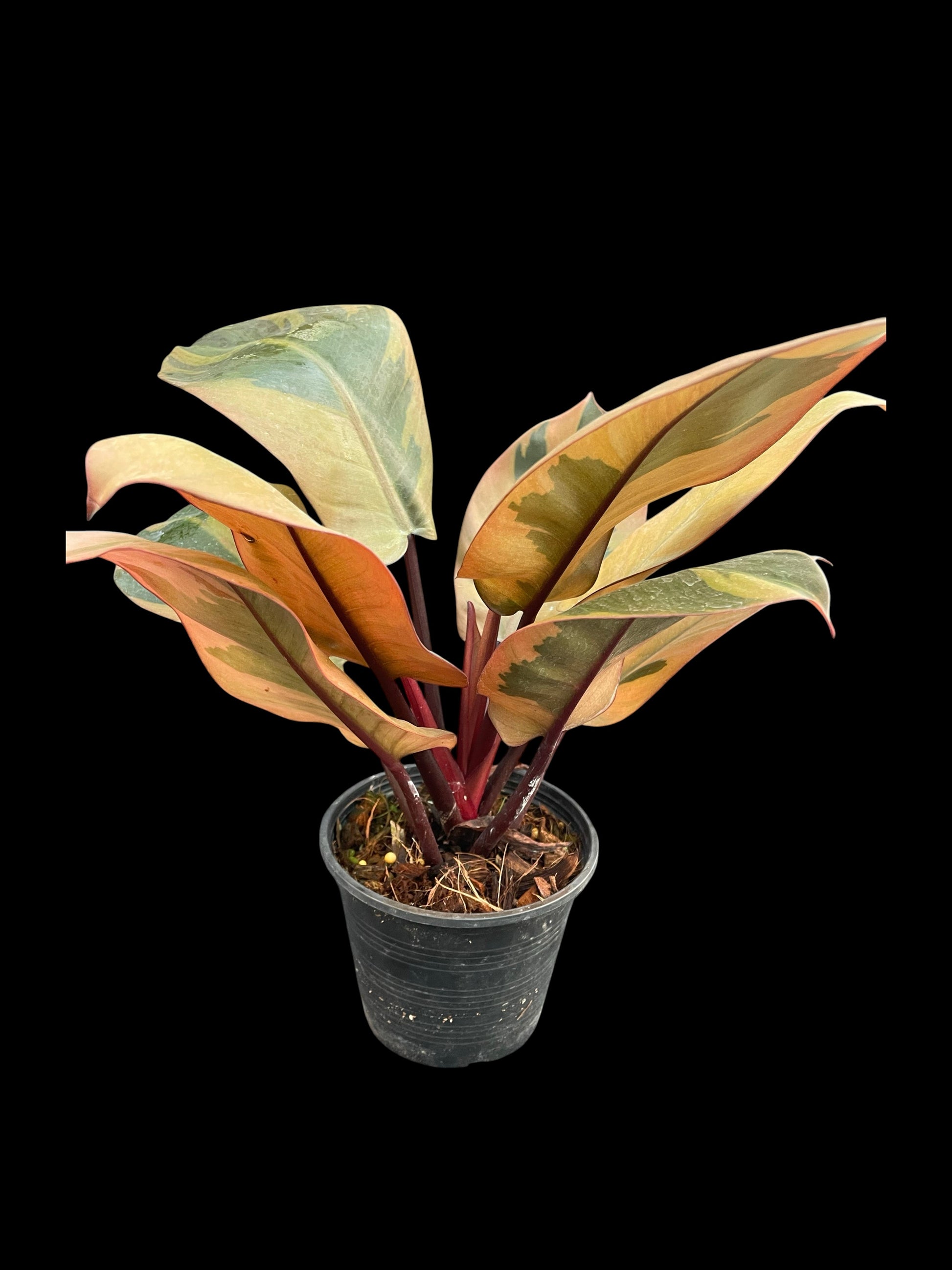 philodendron black cardinal variegated for sale Philodendron black cardinal variegated (S)