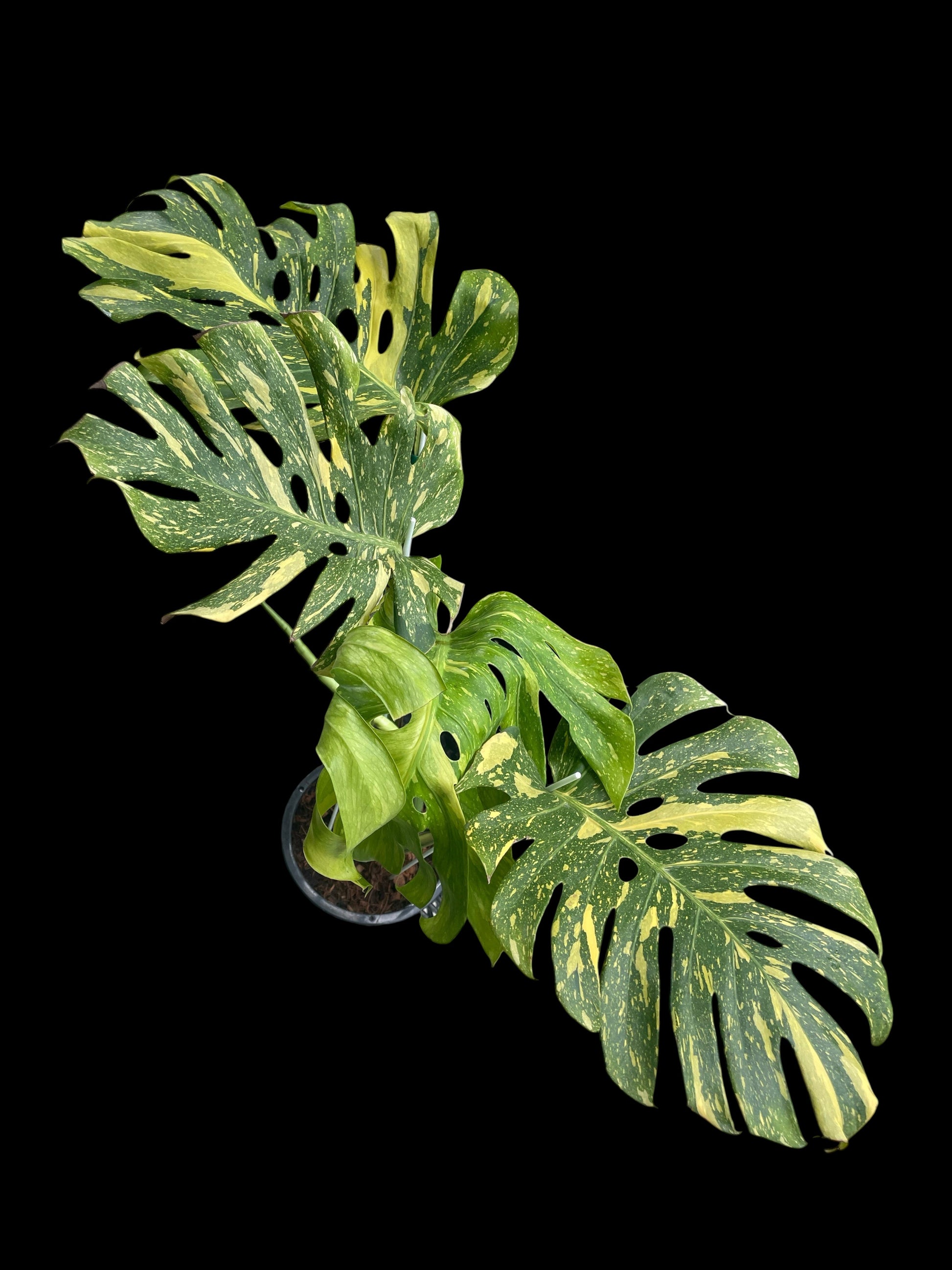 Monstera Electro light – Amazon Garden Thailand